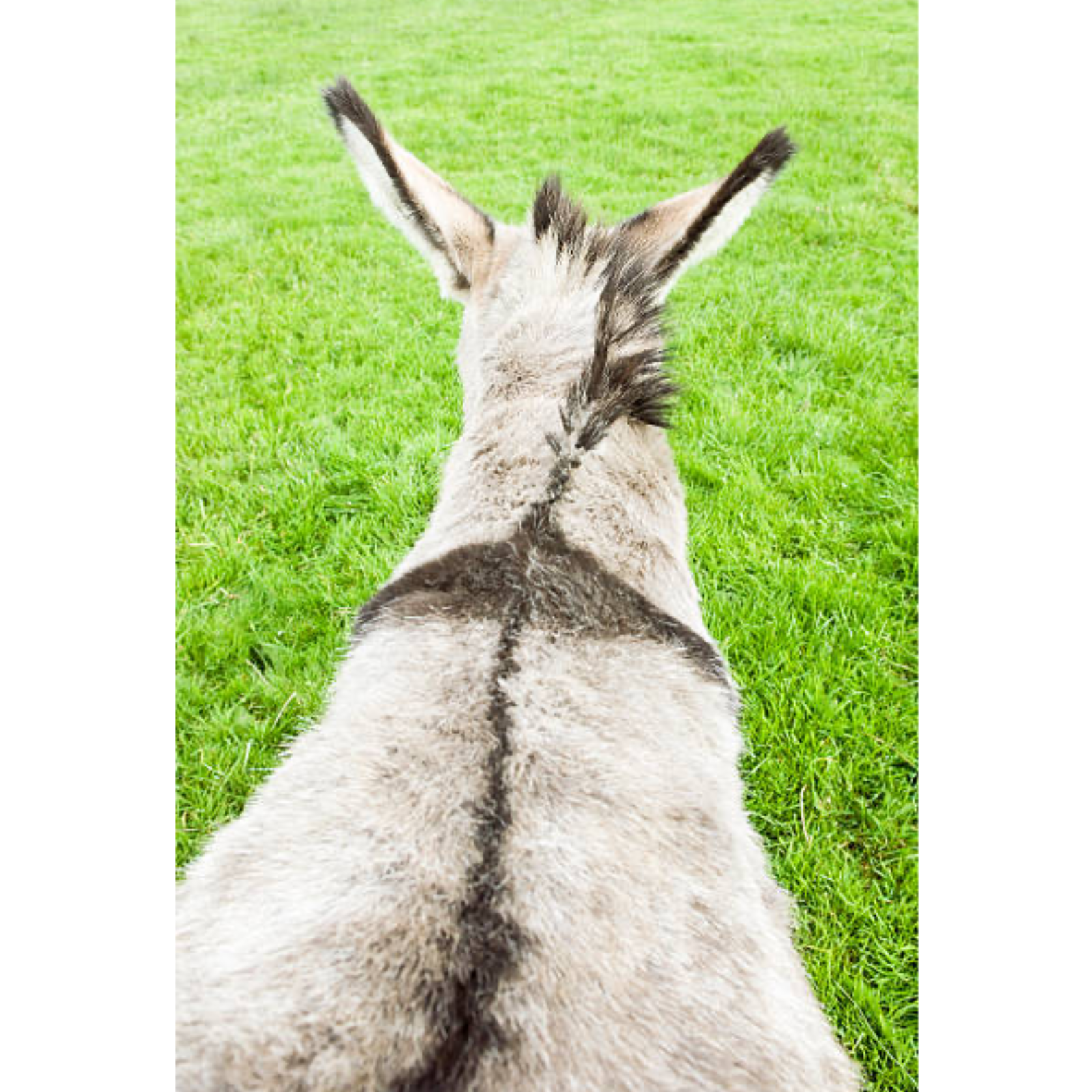 When God puts a "Donkey" in your path episode artwork