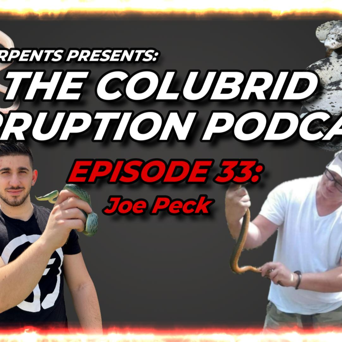 Garter Snakes & Line Bred Corns w/ Joe Peck | The Colubrid Corruption Podcast | Ep. 33