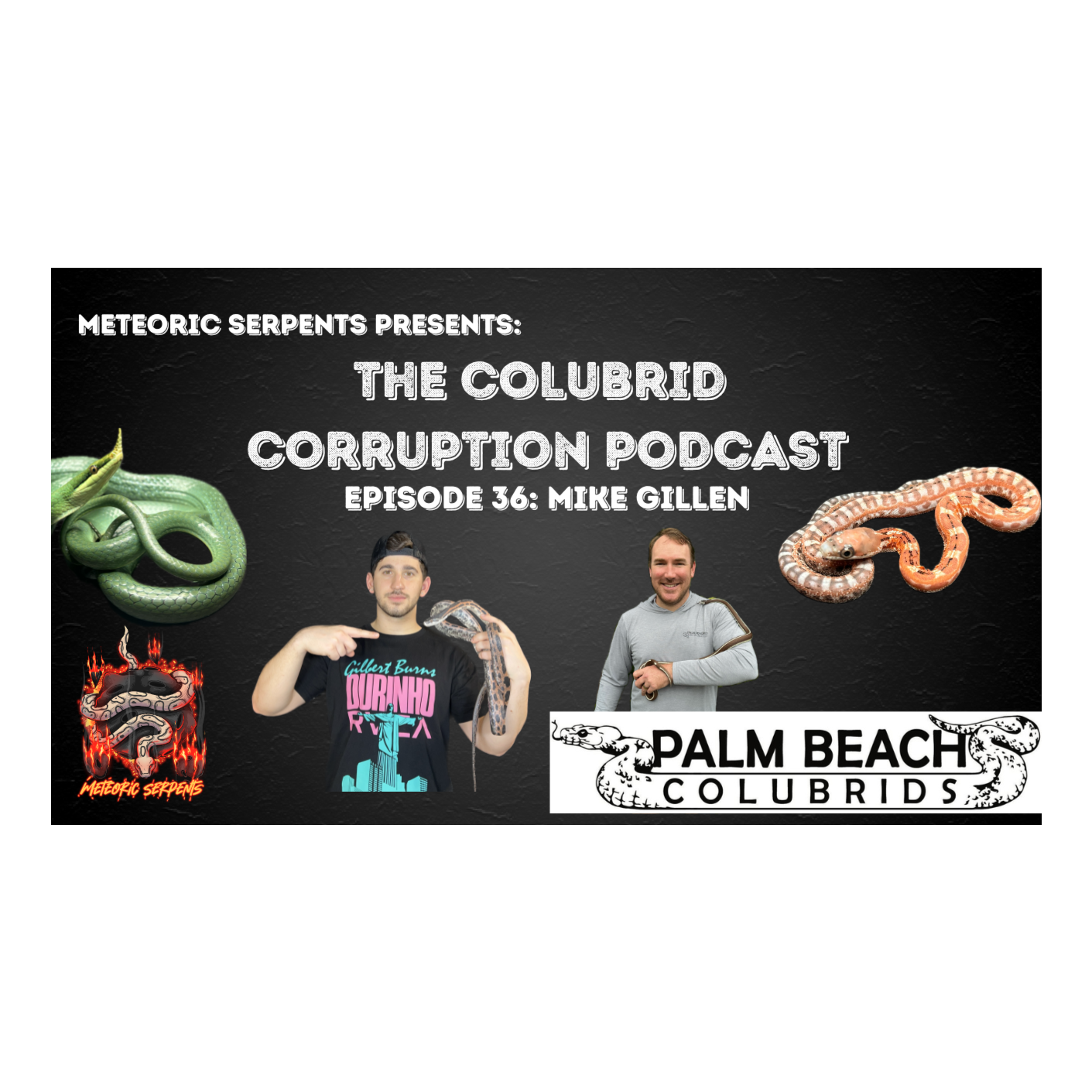 California King Snakes & A Veterinary Practice w/ Mike Gillen | Colubrid Corruption | Ep. 36