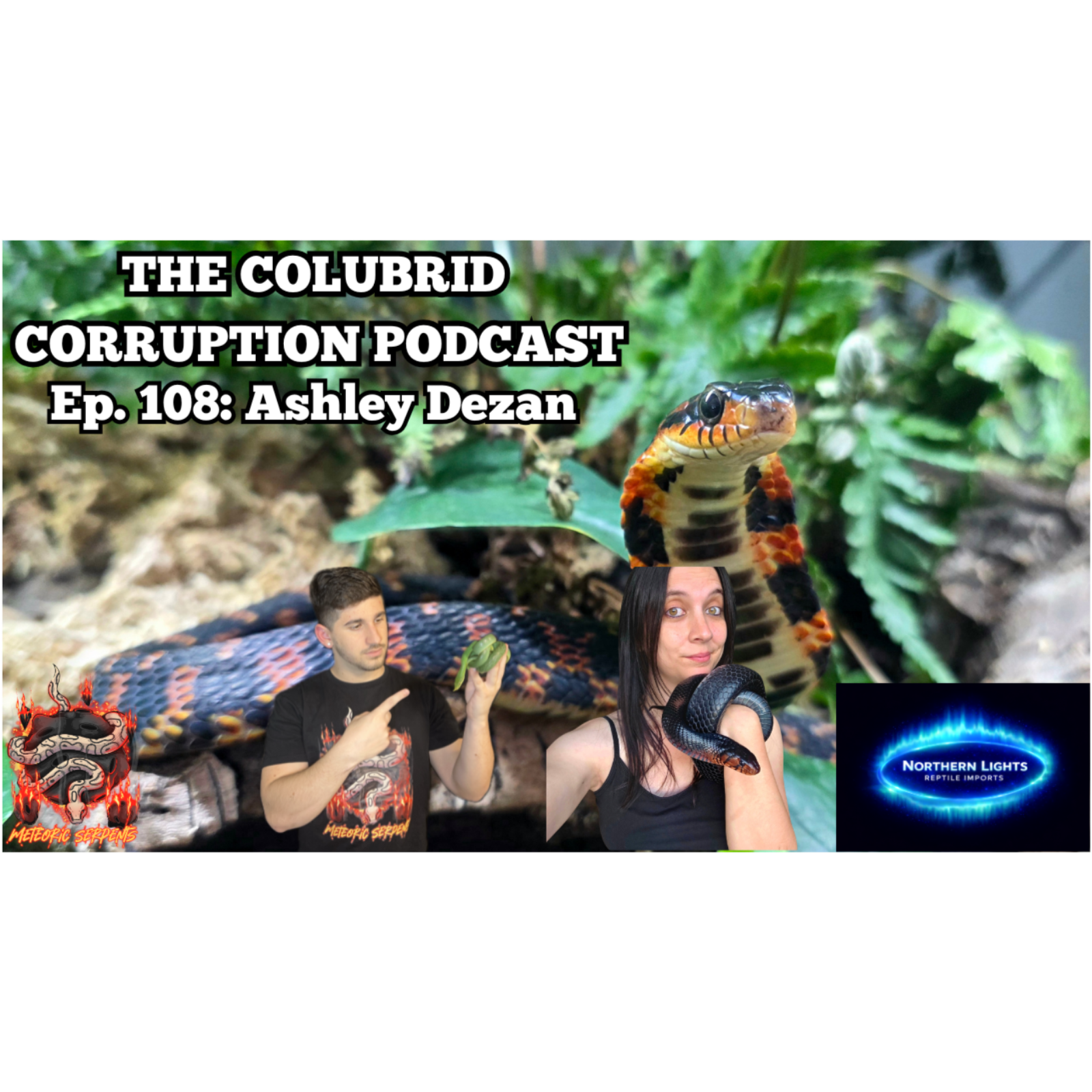 Importing & Distributing Rare Reptiles w/ Ashley Dezan | The Colubrid Corruption Podcast | Ep. 108