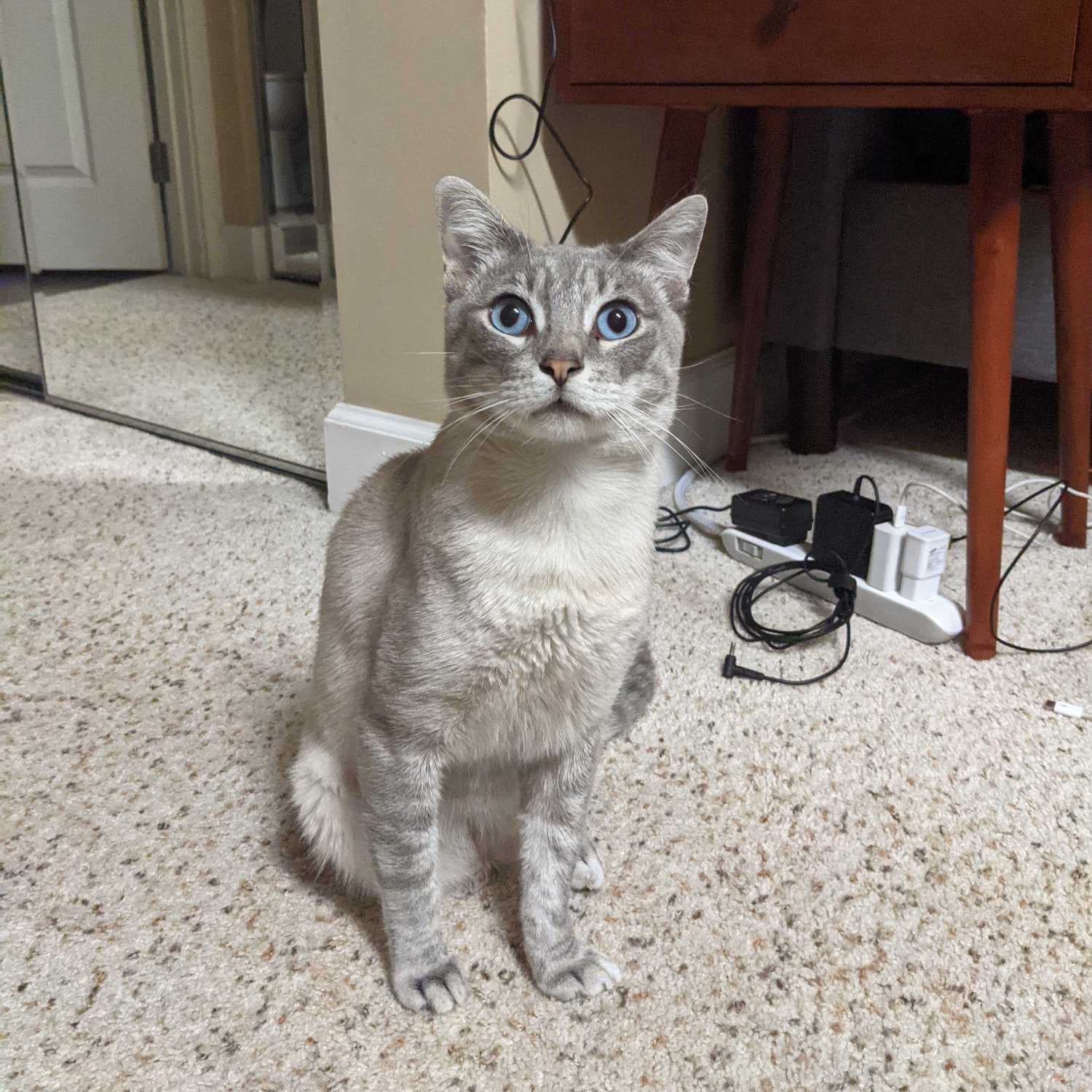 OnlyFans and Conor's cat: 2 unrelated subjects - Episode 15 OnlyFans and Conor's cat: 2 unrelated subjects - Episode 15