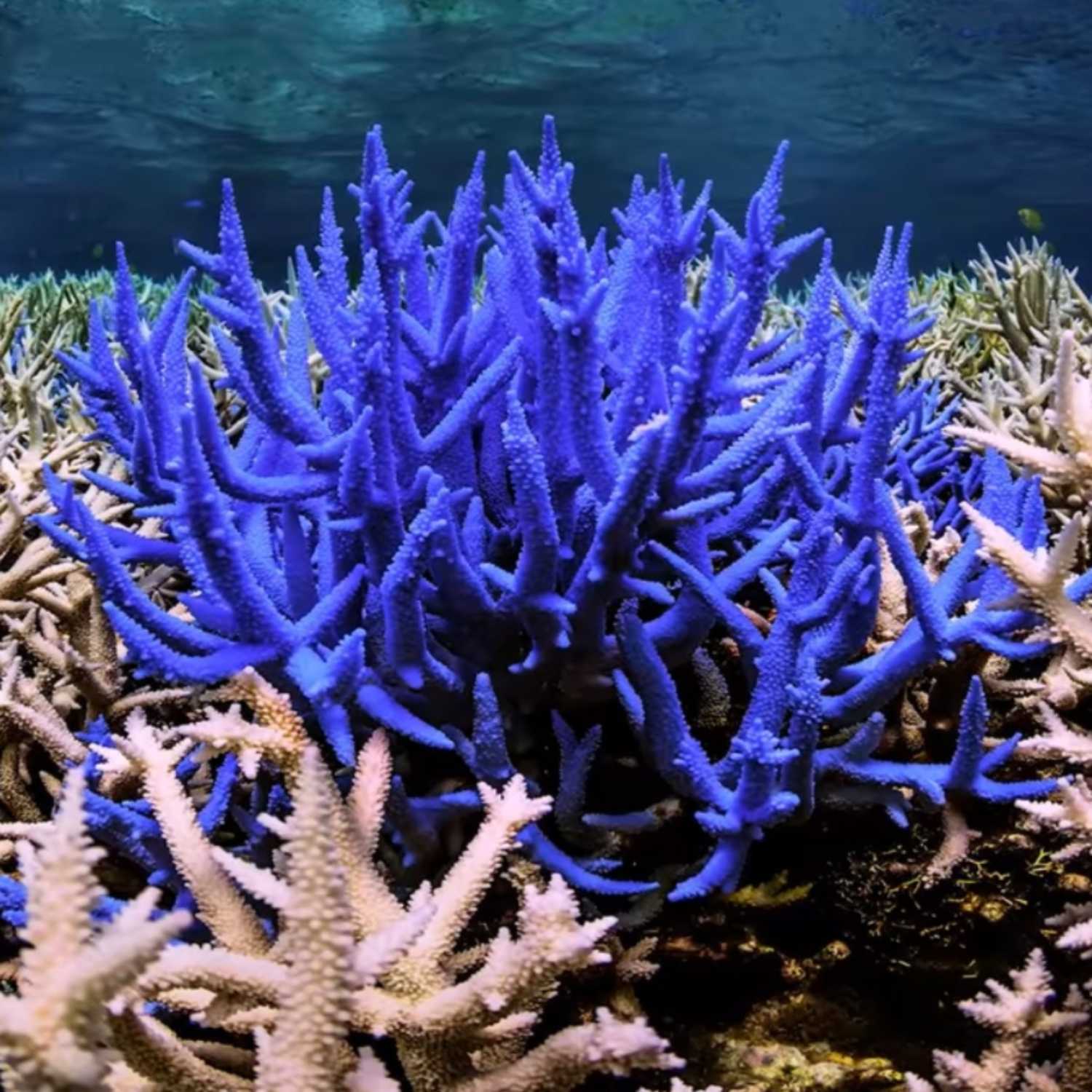 Coral Fluorescence: A Hope for Coral Preservation