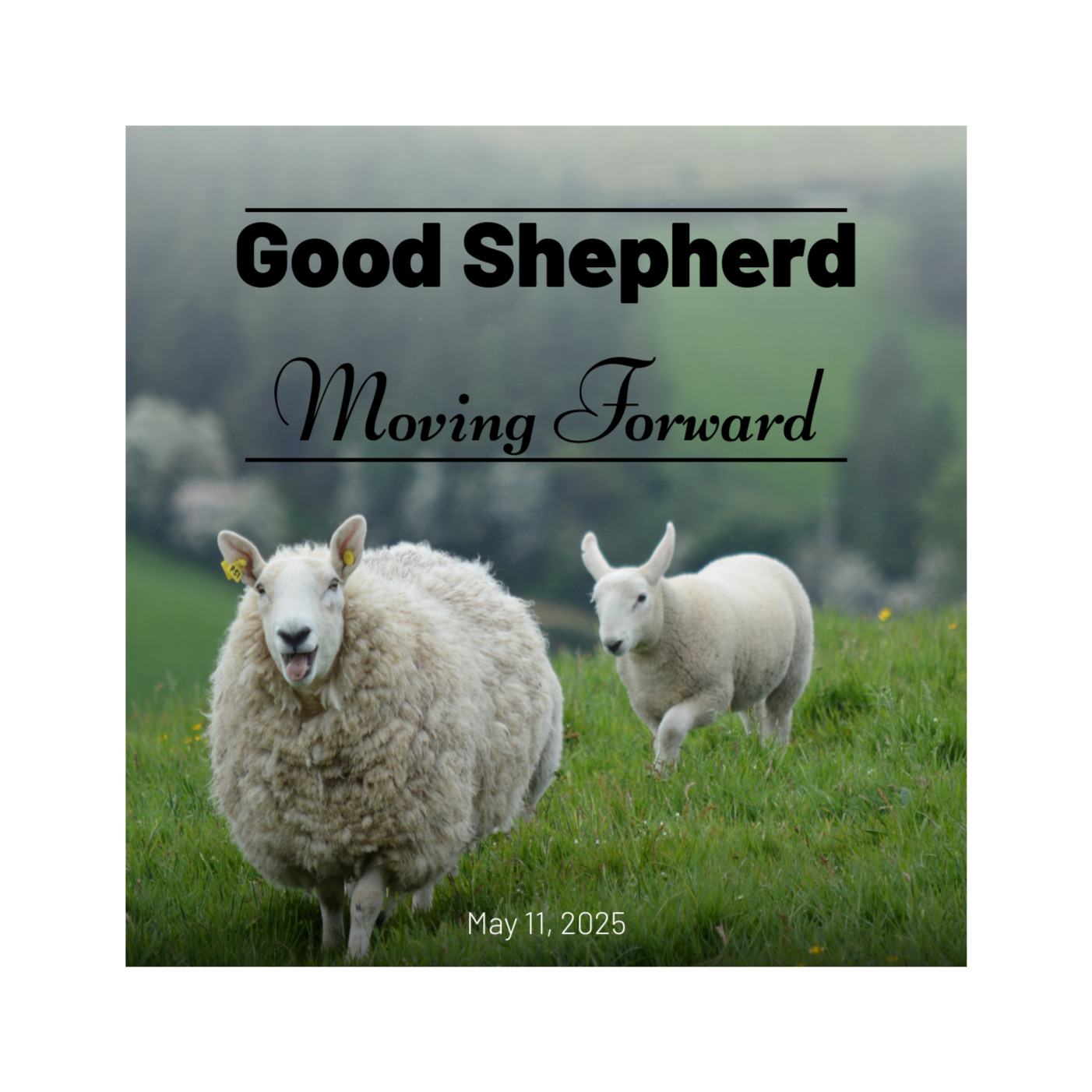 Shepherds and their Flocks