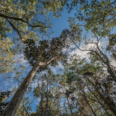 Can We Really Plant a Trillion Trees to Combat Climate Change? YEE LEE - Highlights