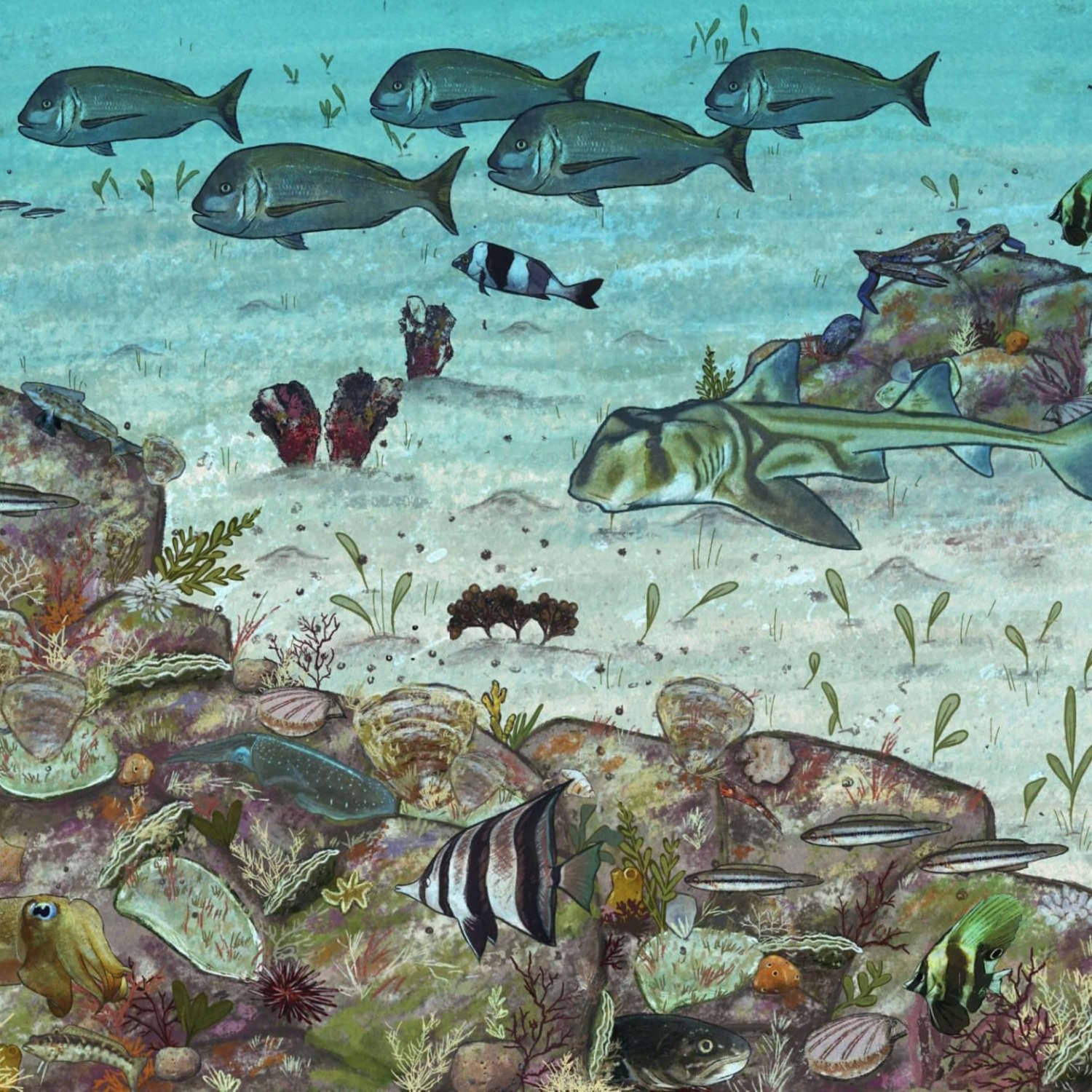 Restoring Lost Oyster Reefs w/ Marine Ecologist DOMINIC McAFEE - Highlights