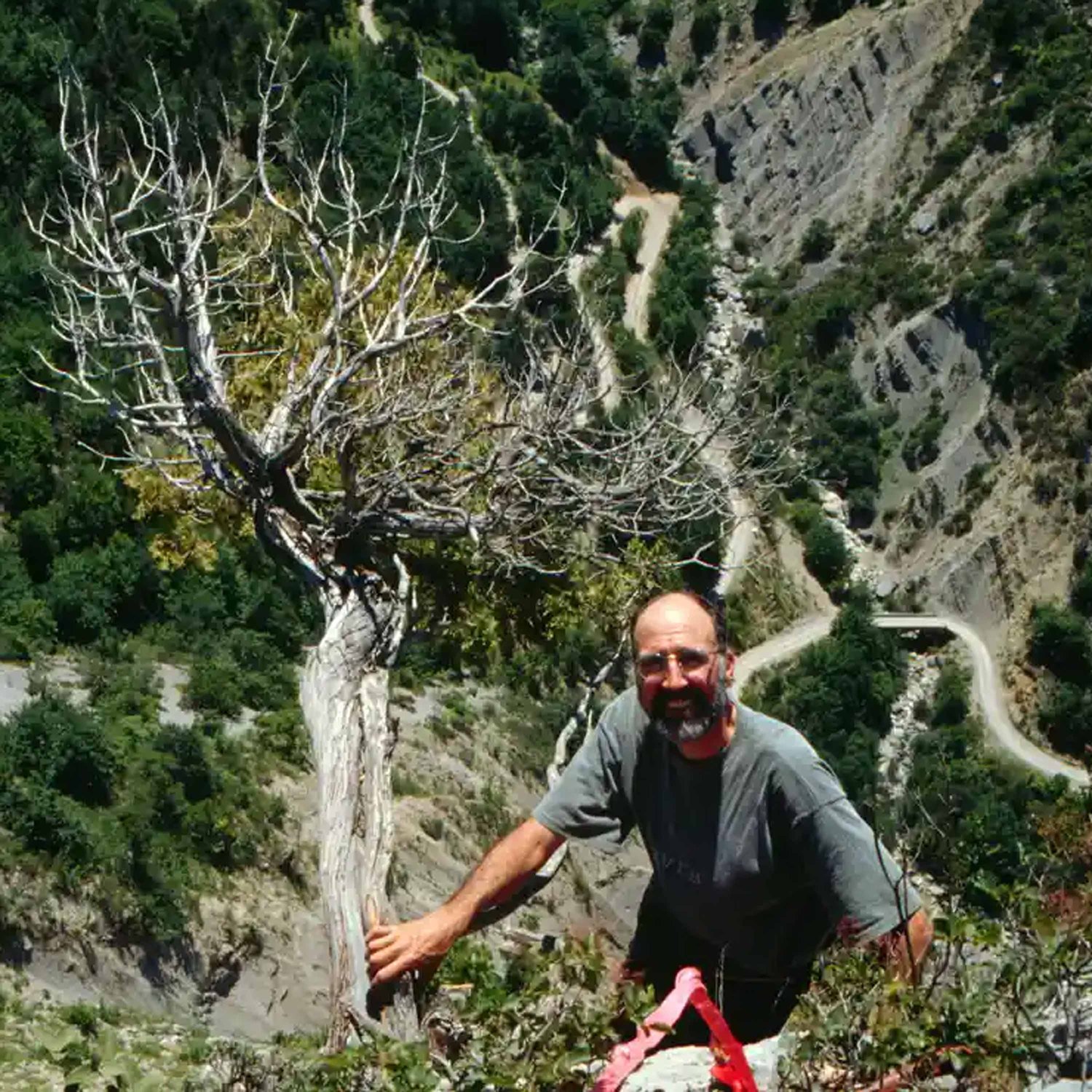 What can thousand-year-old trees teach us about living sustainably on this planet? - Highlights - DOUG LARSON