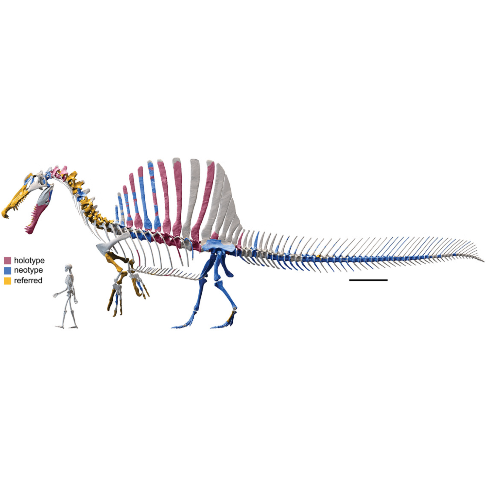 The Creature-Studios Podcast