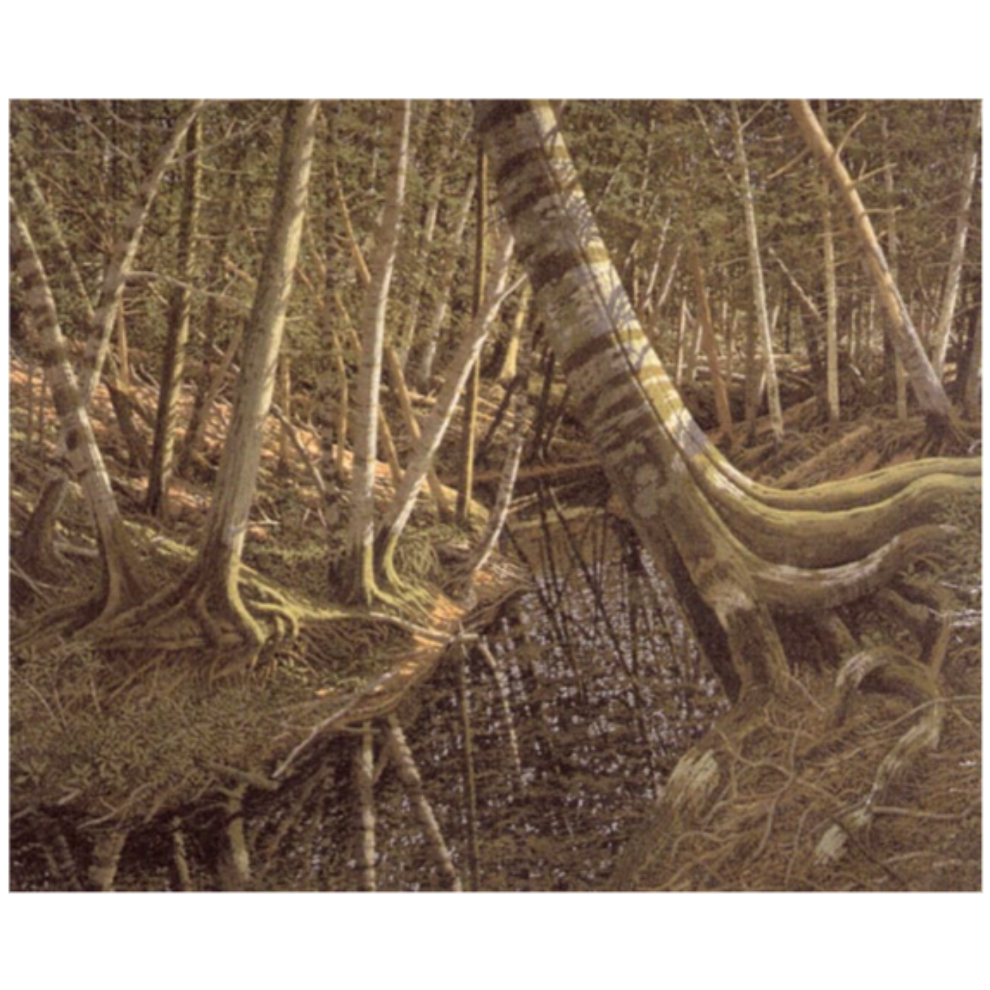 Stories from the Creek