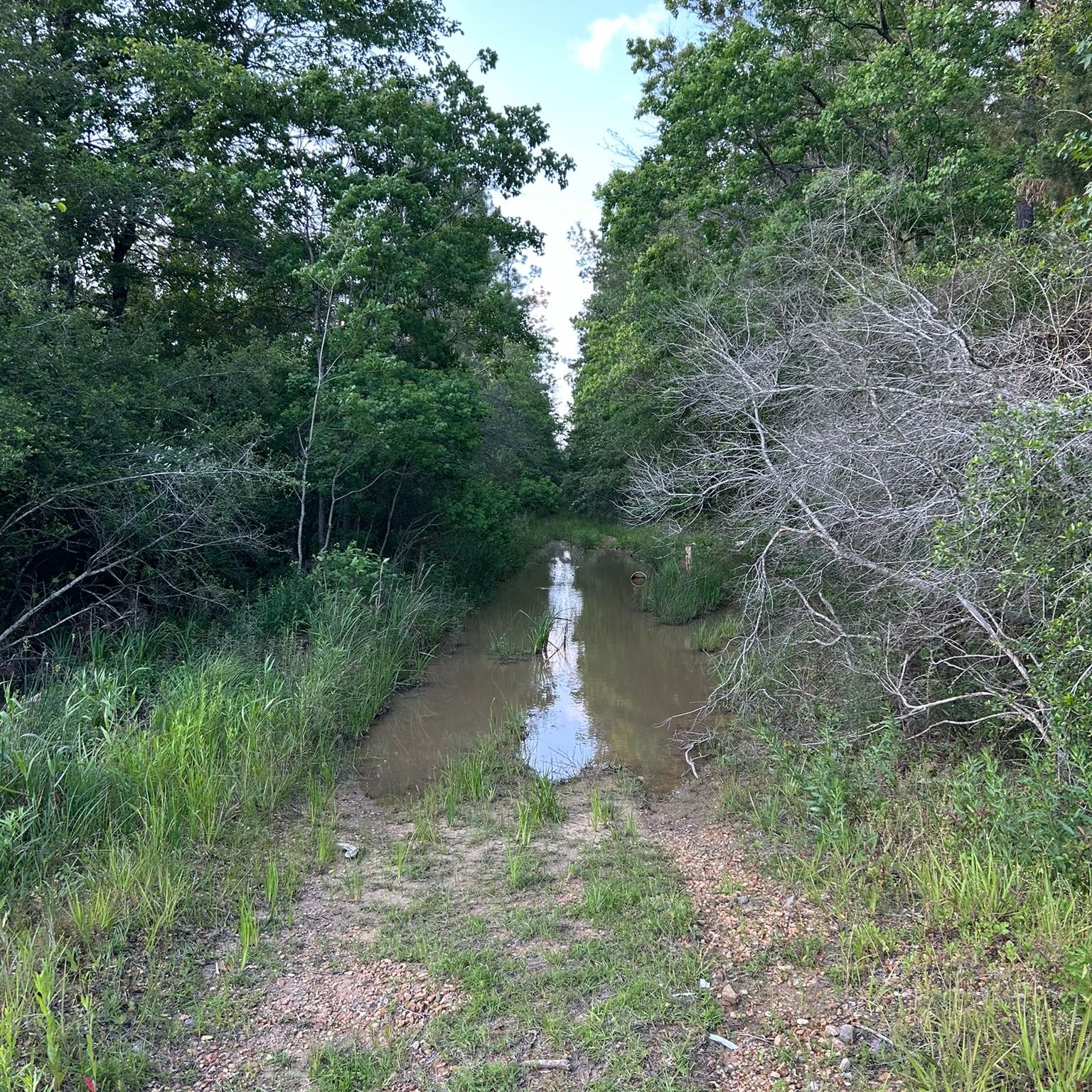 Stories from the Creek