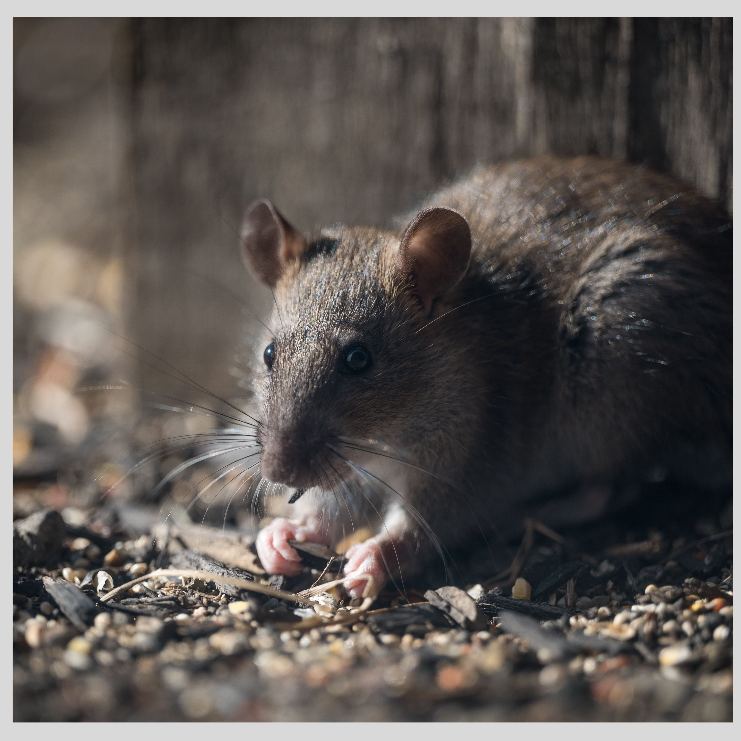 The Rat Game: Secrets, Lies, and Deadly Deals