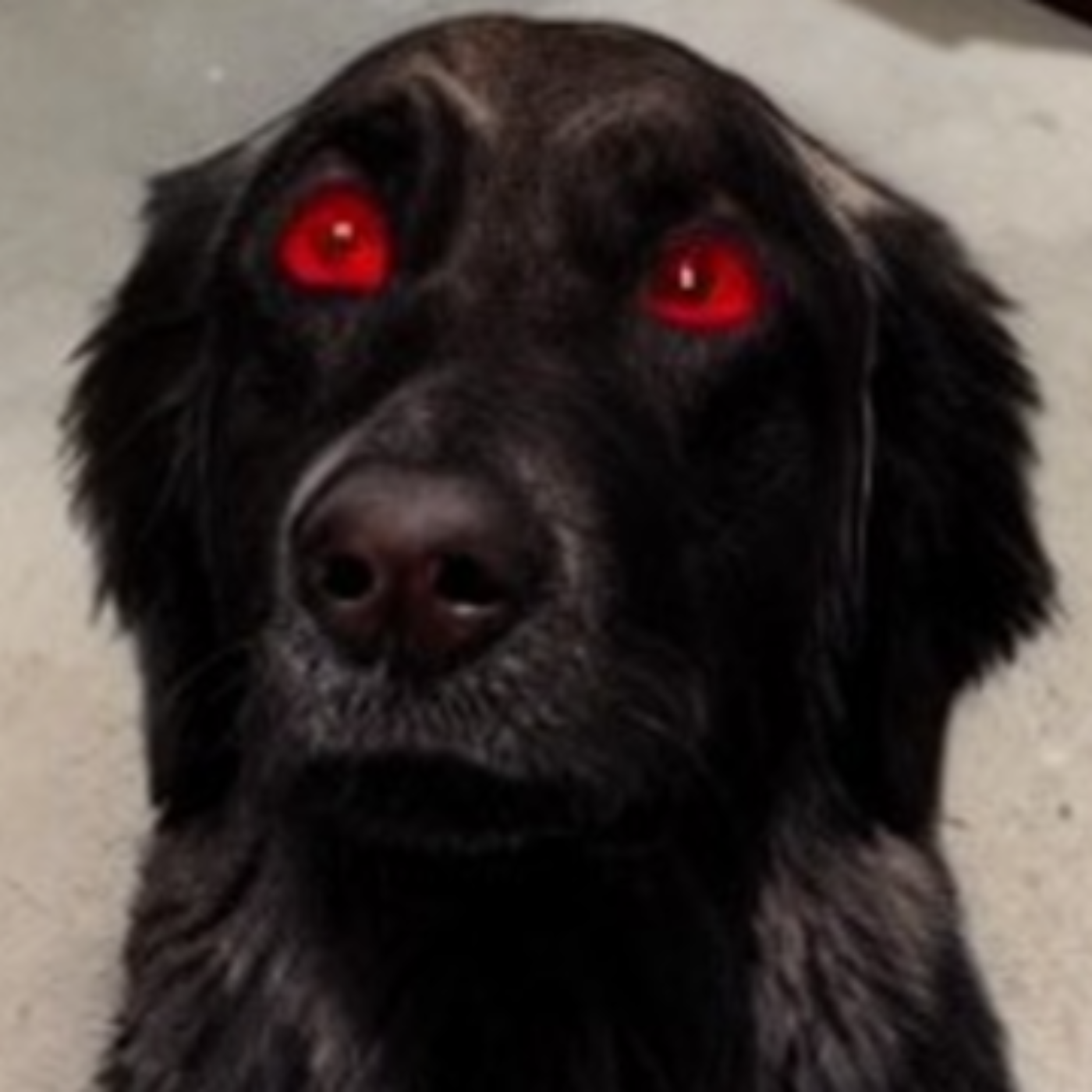Can Werewolves be Real? Stories of Dogmen - Collab Episode with the Paranormal Curator