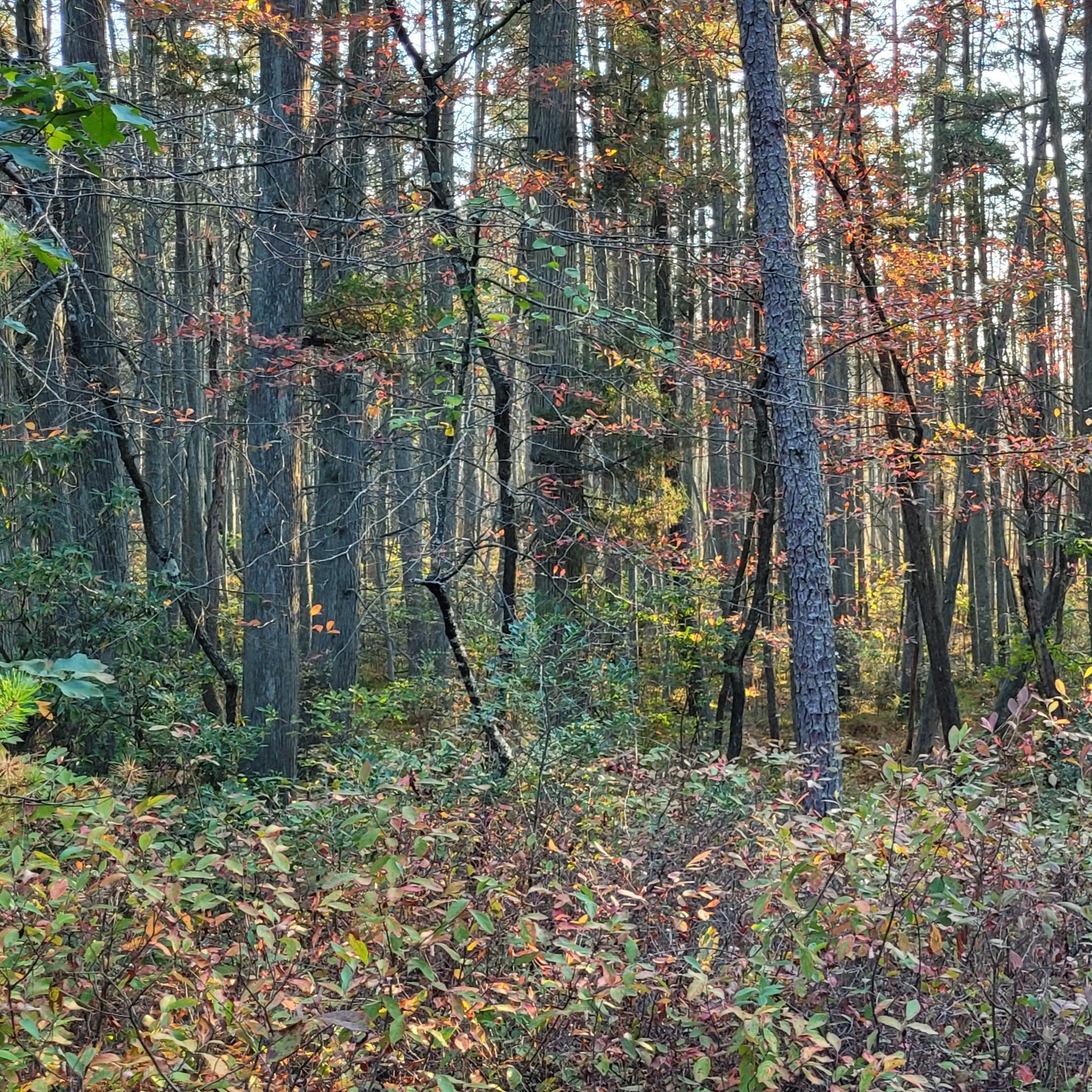 Jersey Devil Field Trip: Part 2 - The Pine Barrens
