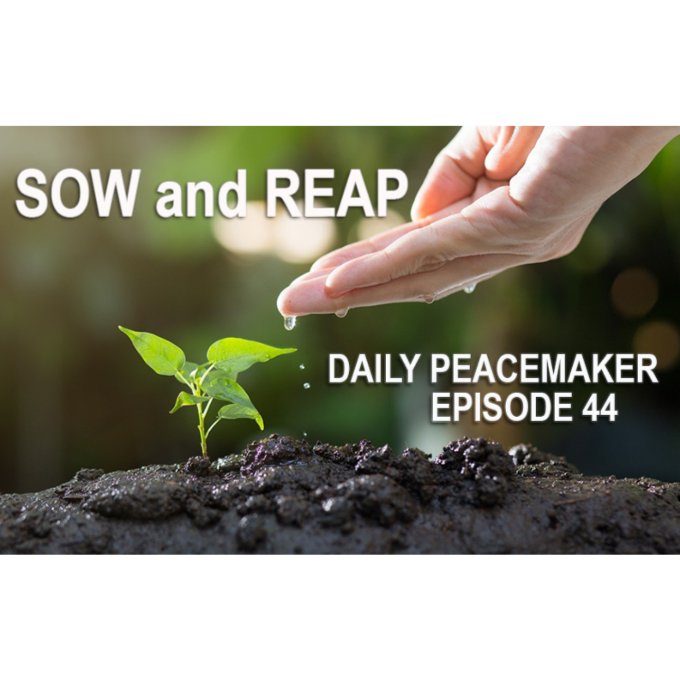 SOW and REAP | Episode 44 | Daily Peacemaker episode artwork