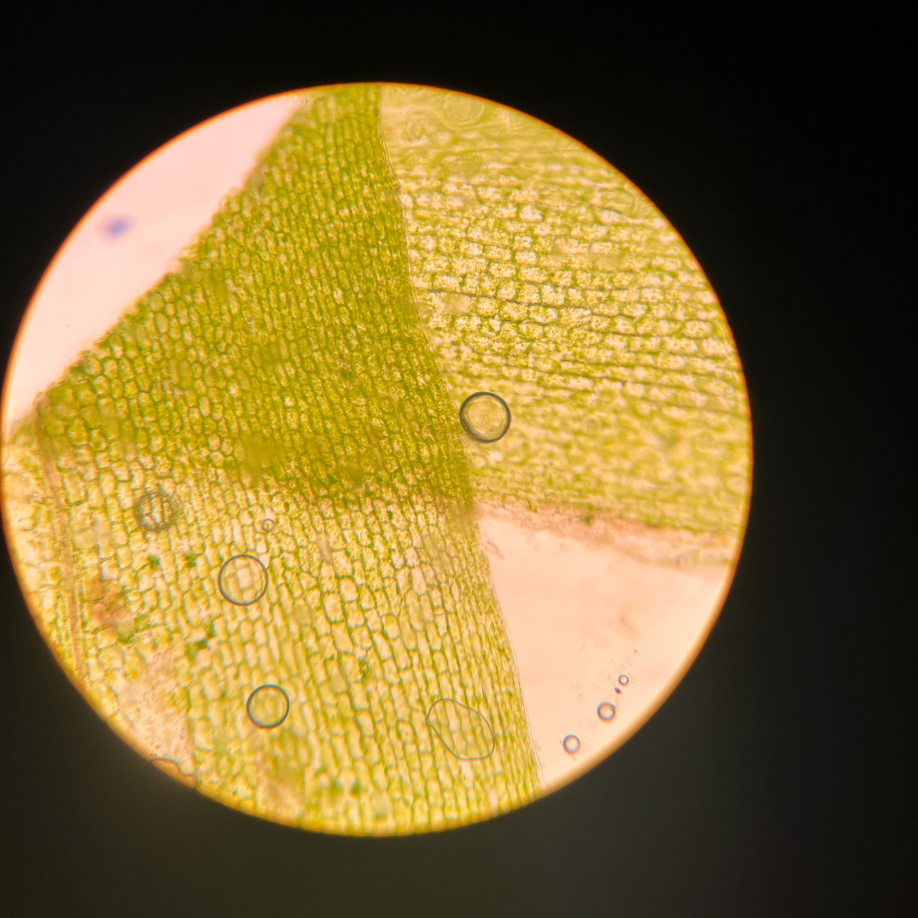 Dear Multicellular Organisms, 