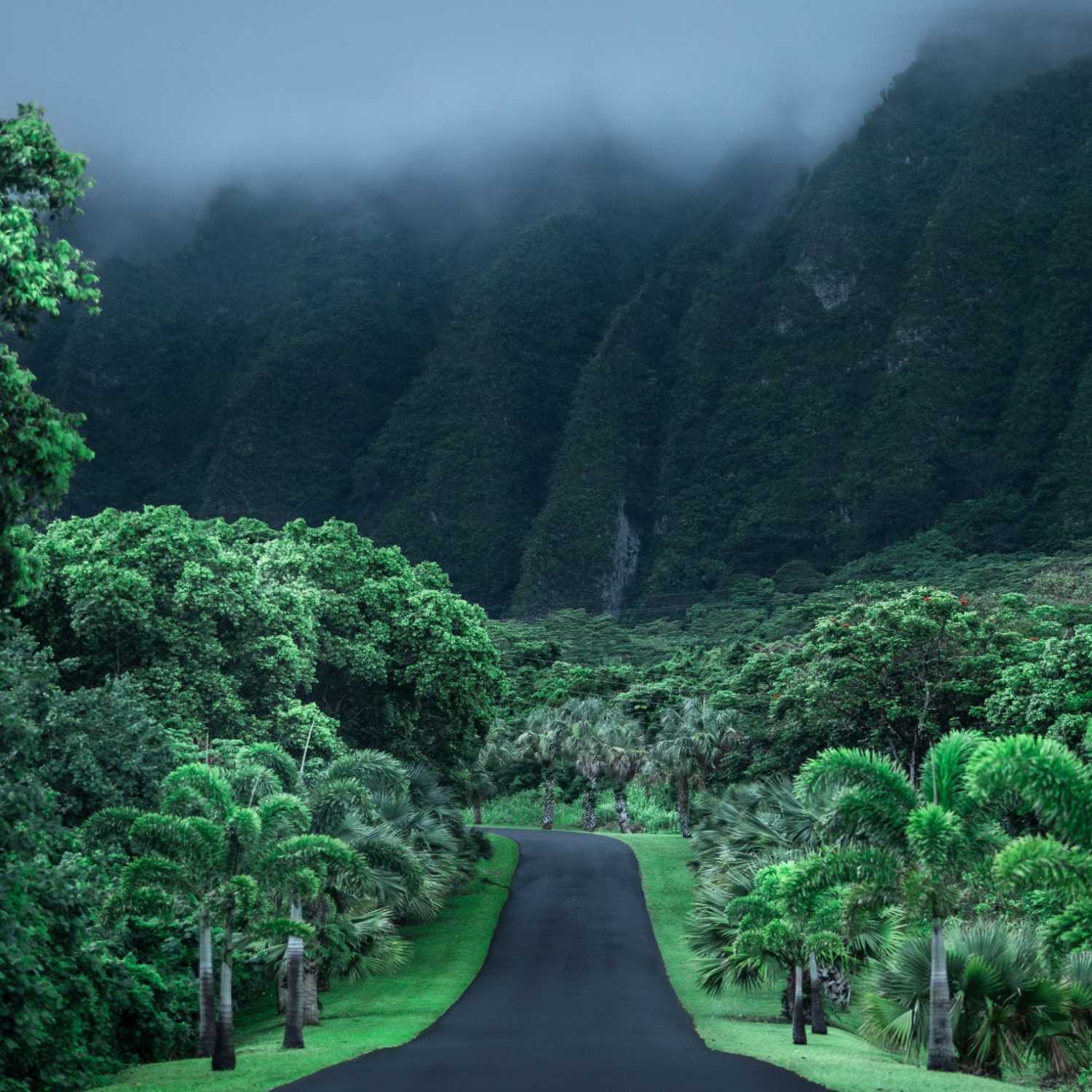 Cath Simard's "Free Hawaii Photo" Spotlight