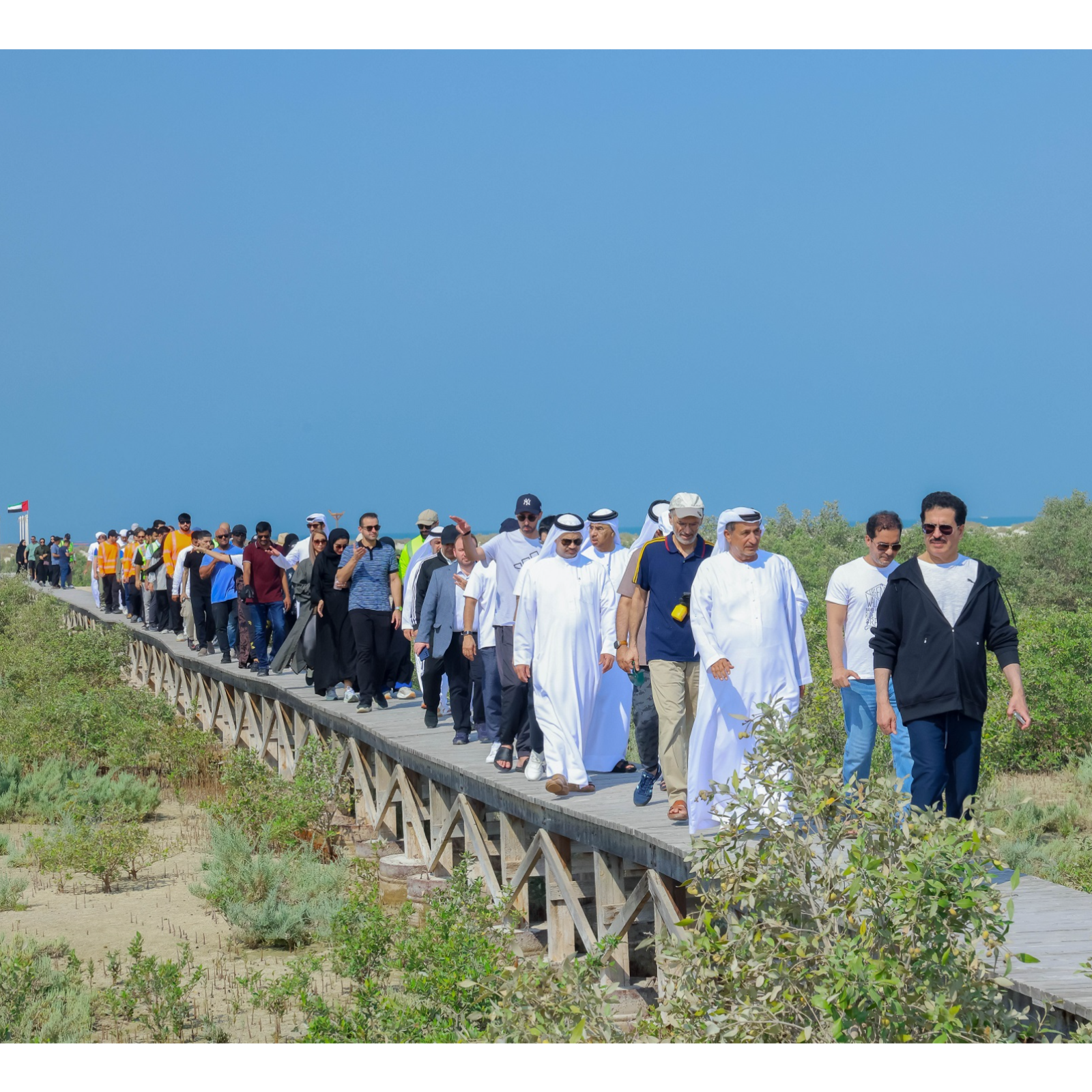 DEWA supports biodiversity and restoration of mangrove forests in cooperation with DECCA