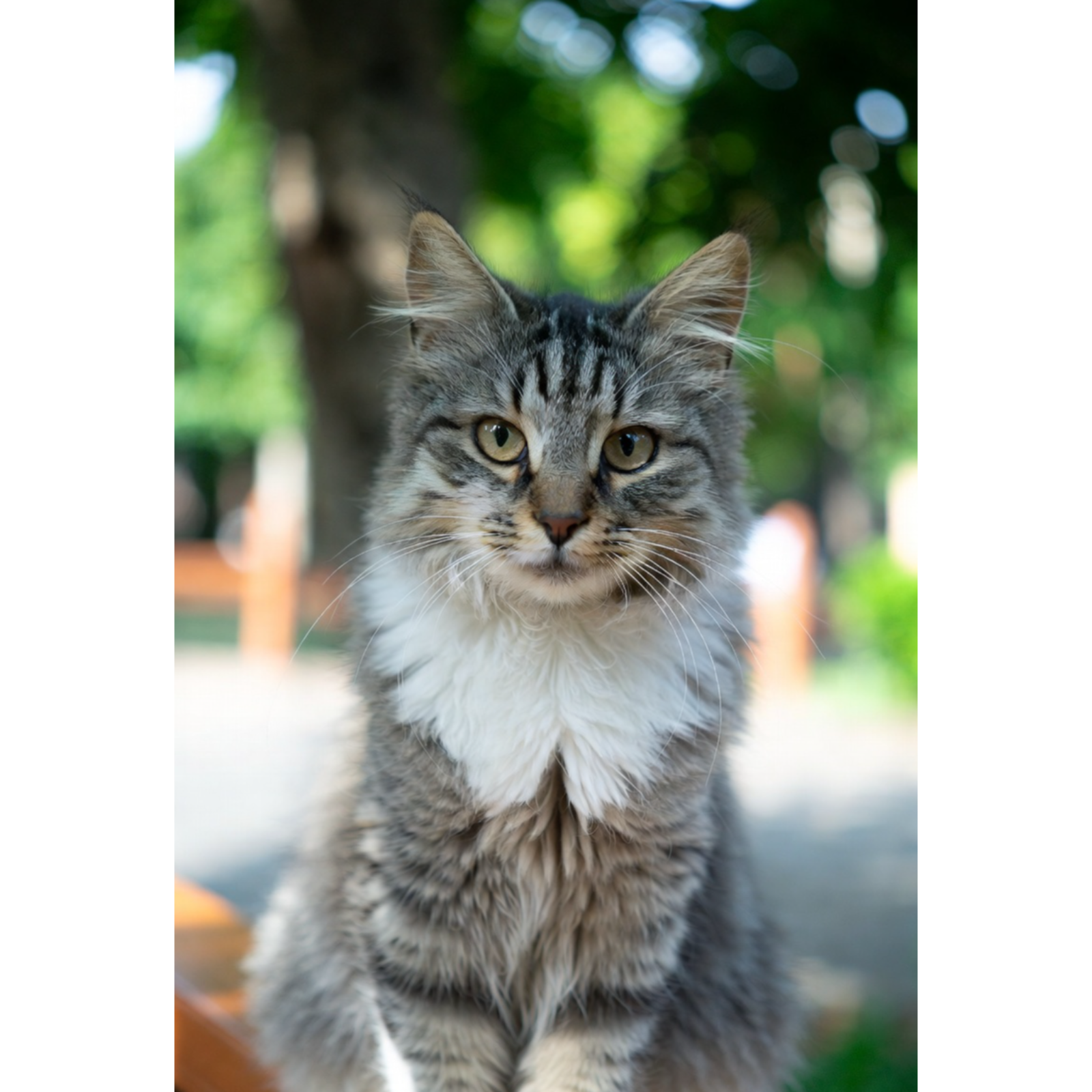 Die Katzenwelt 1
