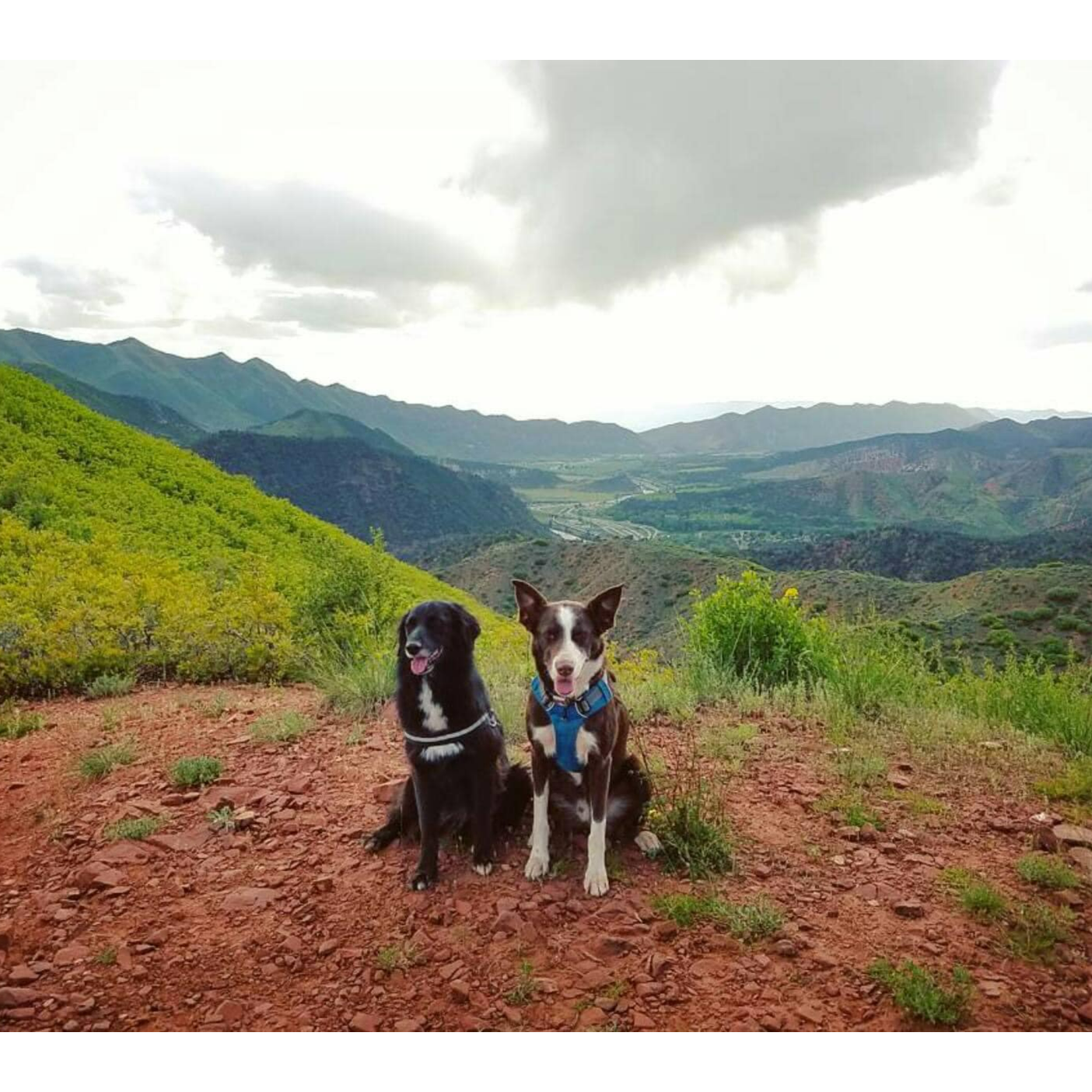 Our Frisbee Dog Origin Stories | Disc Dog Pod Ep. 1