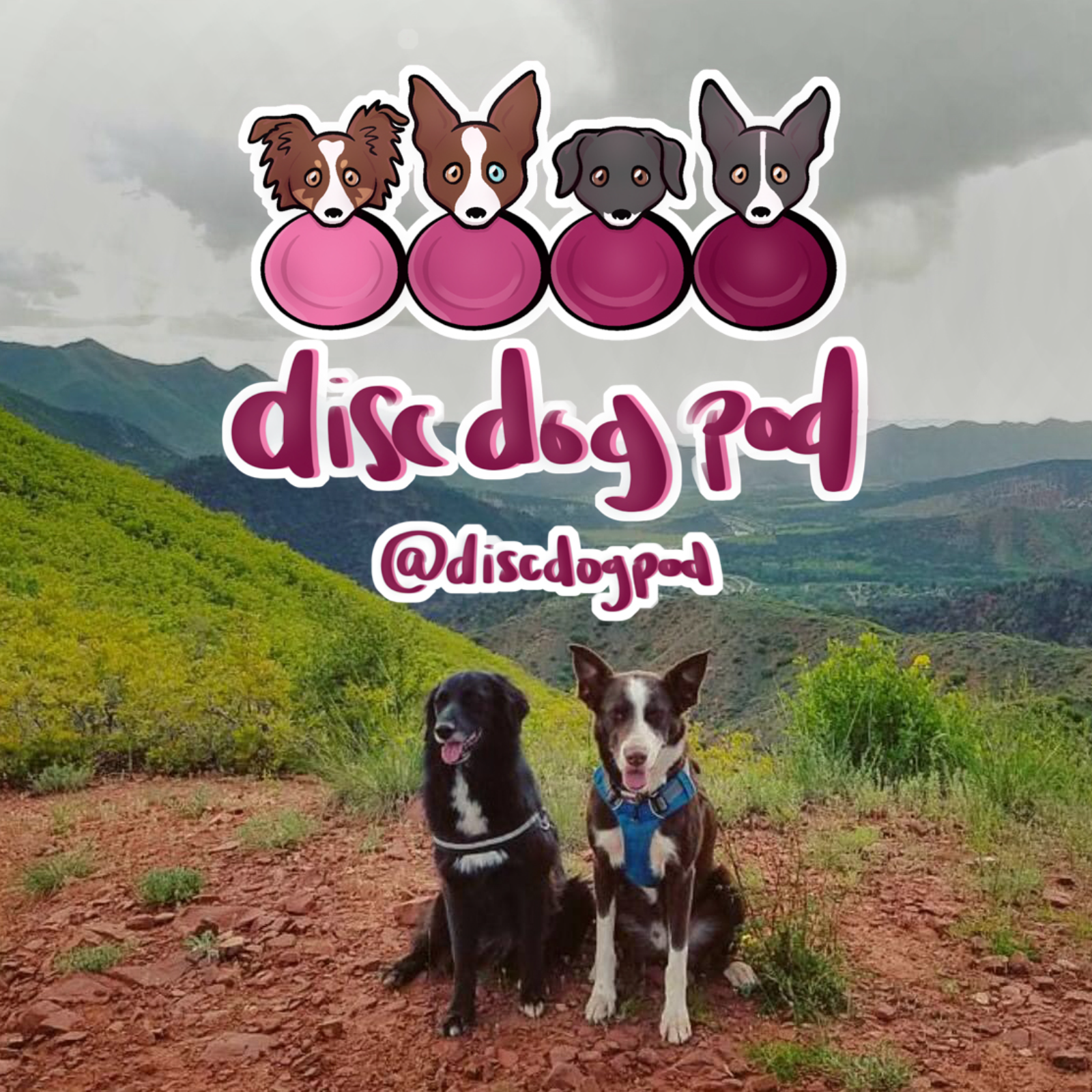 Do E-Collars Have a Place in Disc Dog Training? | Disc Dog Pod Ep. 36 episode artwork