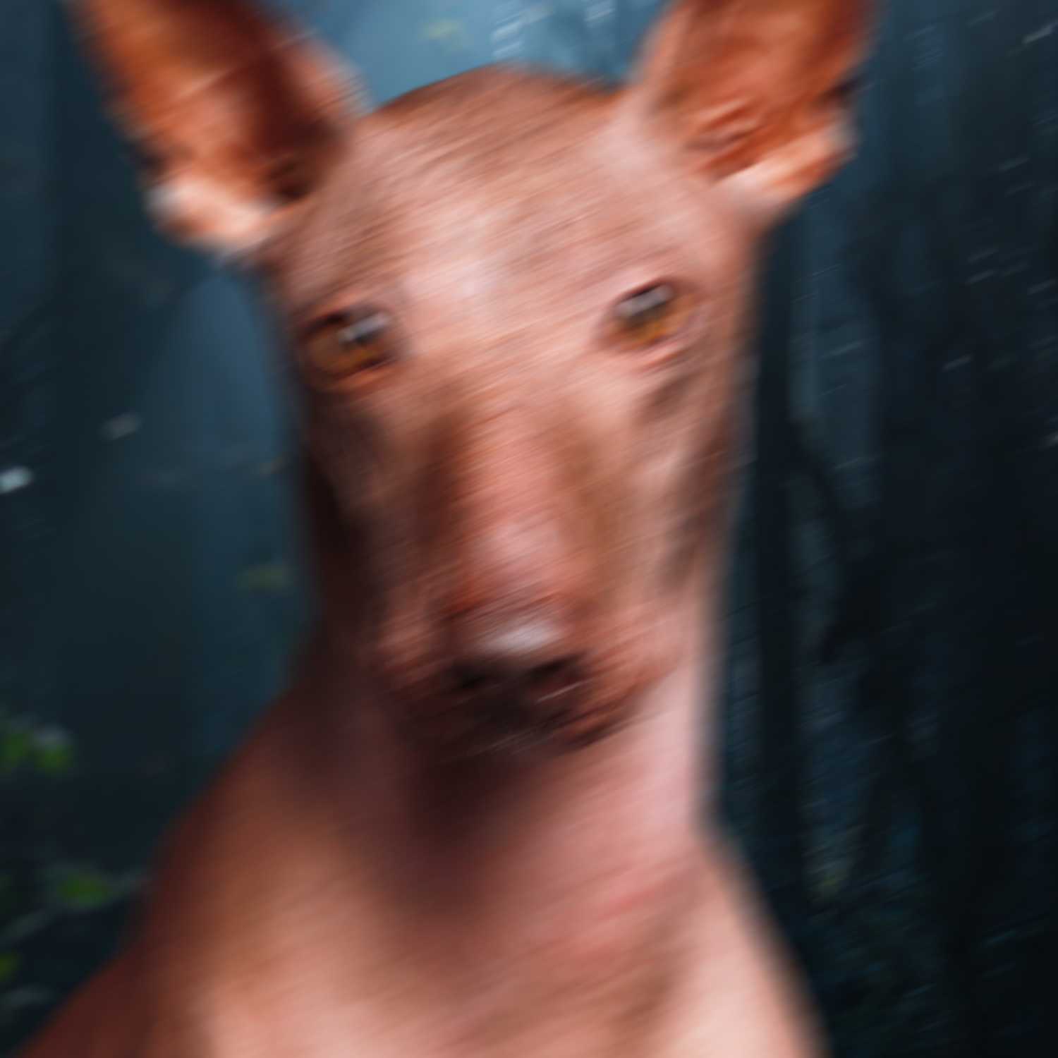 The Dog Scholar