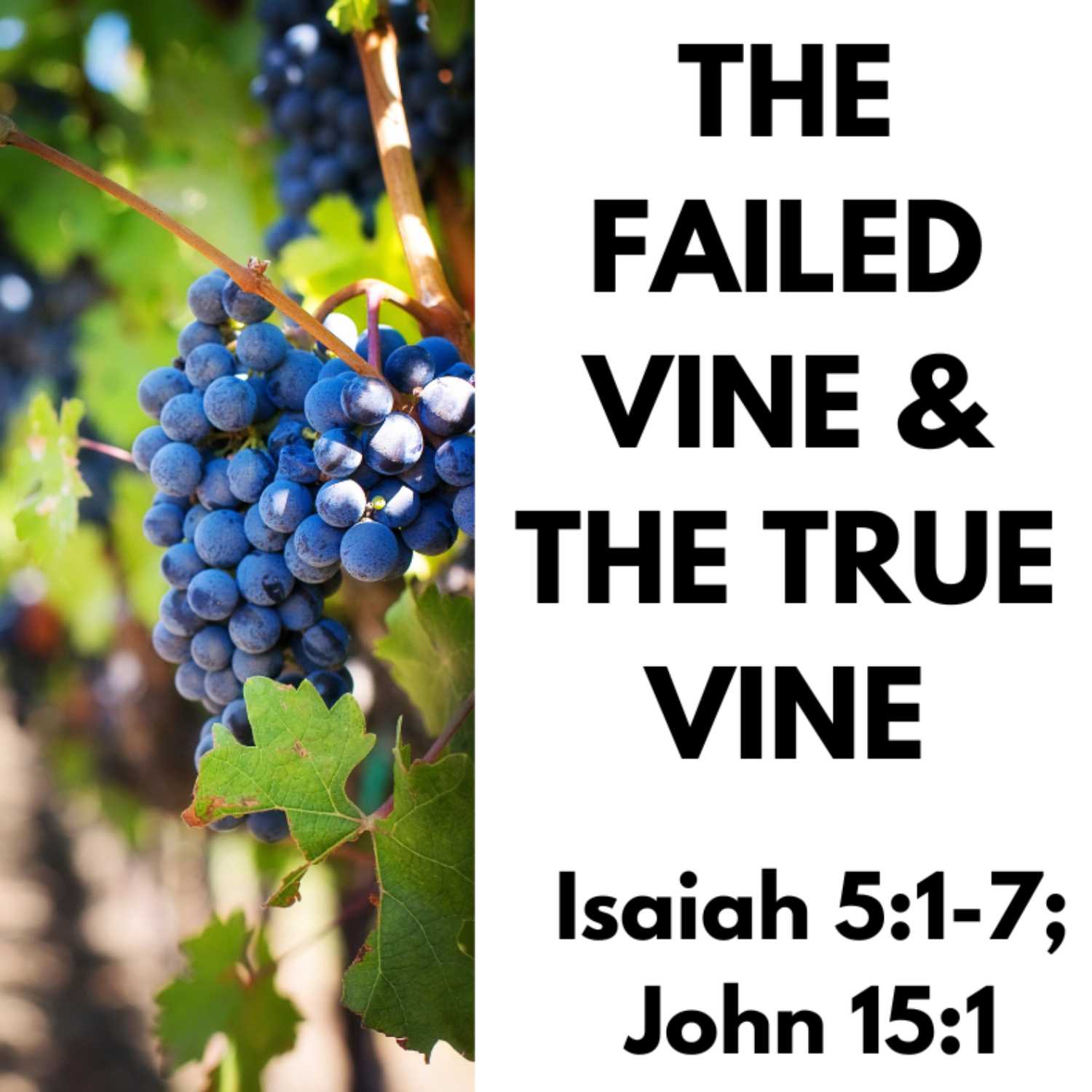 The Failed Vine & the True Vine - Isaiah 5:1-7; John 15:1 episode artwork
