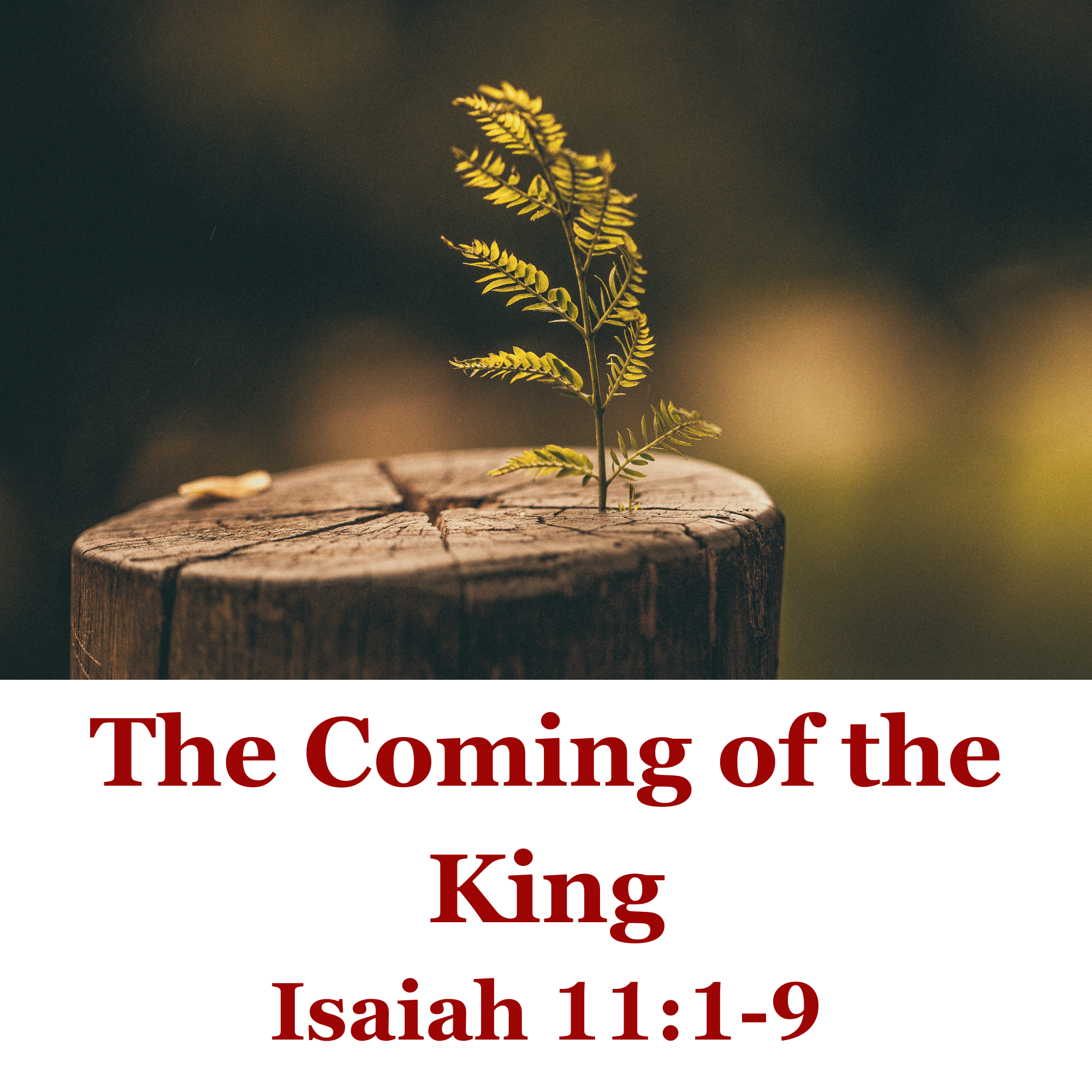 The Coming of the King - Isaiah 11:1-9