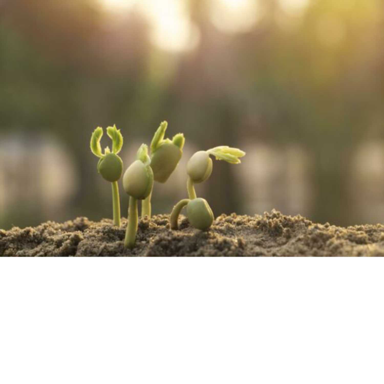 Earthly Seeds Podcast's