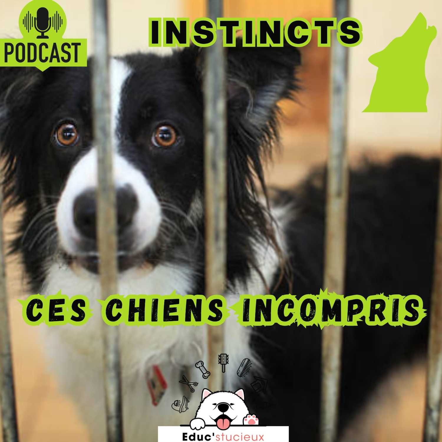 Les chiens - Cani Curieux - By Centre Canin Éduc\'stucieux