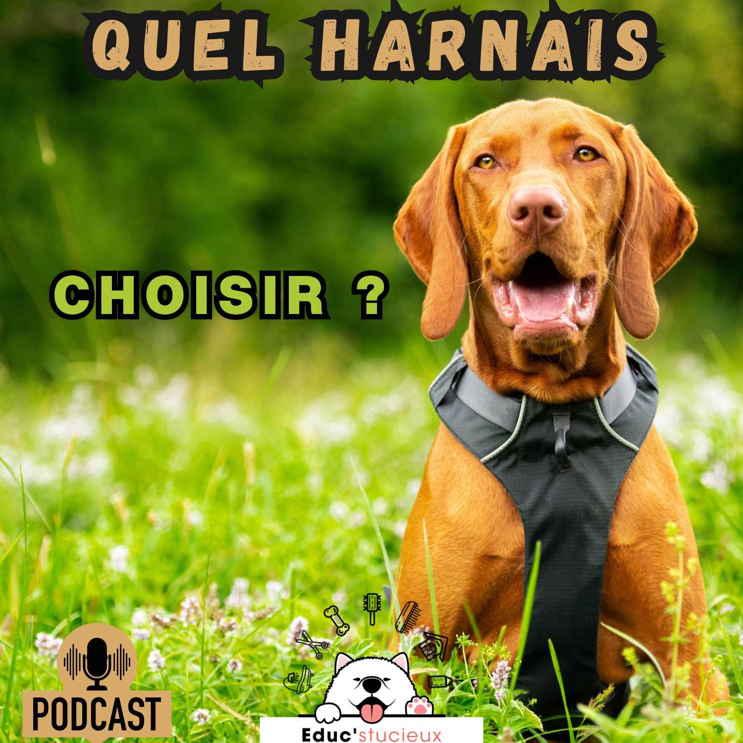 Les chiens - Cani Curieux - By Centre Canin Éduc\'stucieux