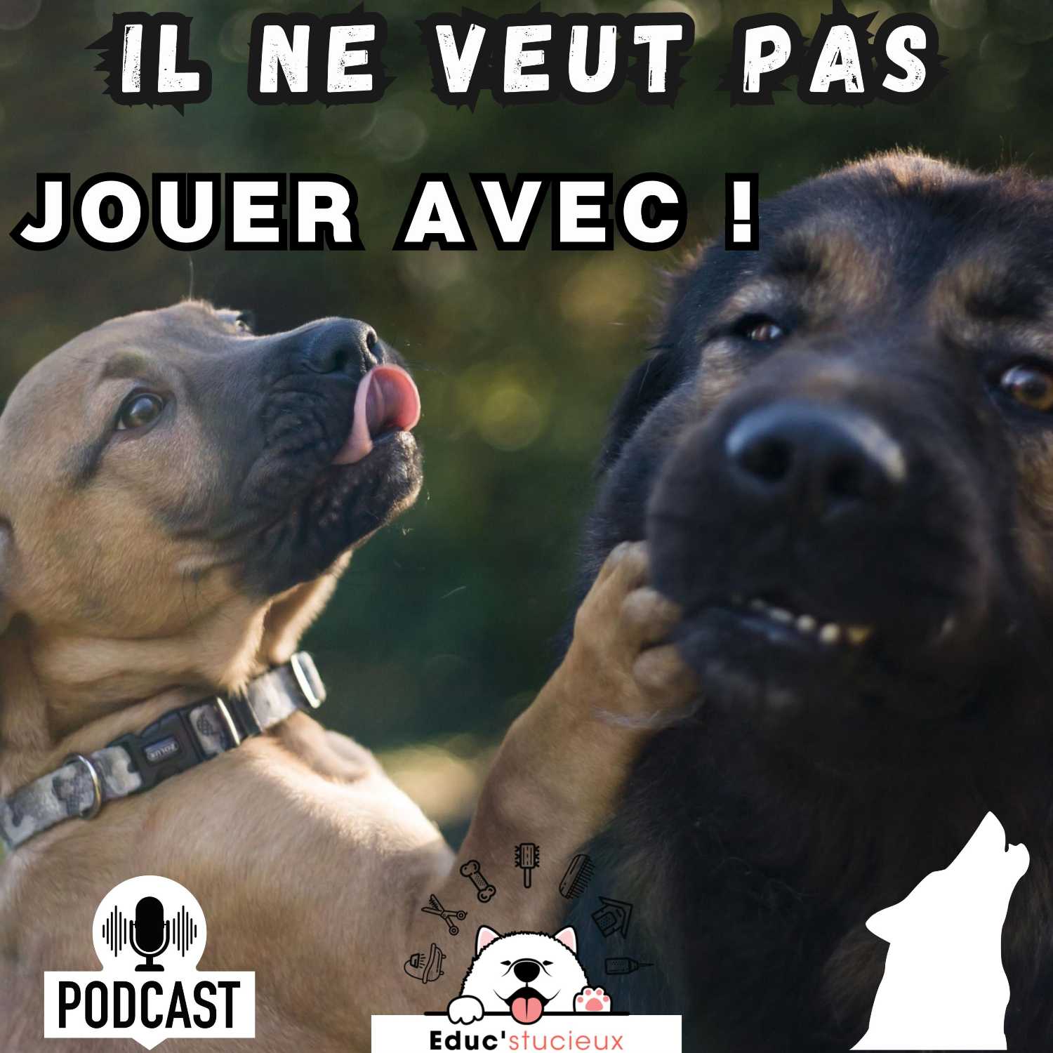 Les chiens - Cani Curieux - By Centre Canin Éduc\'stucieux