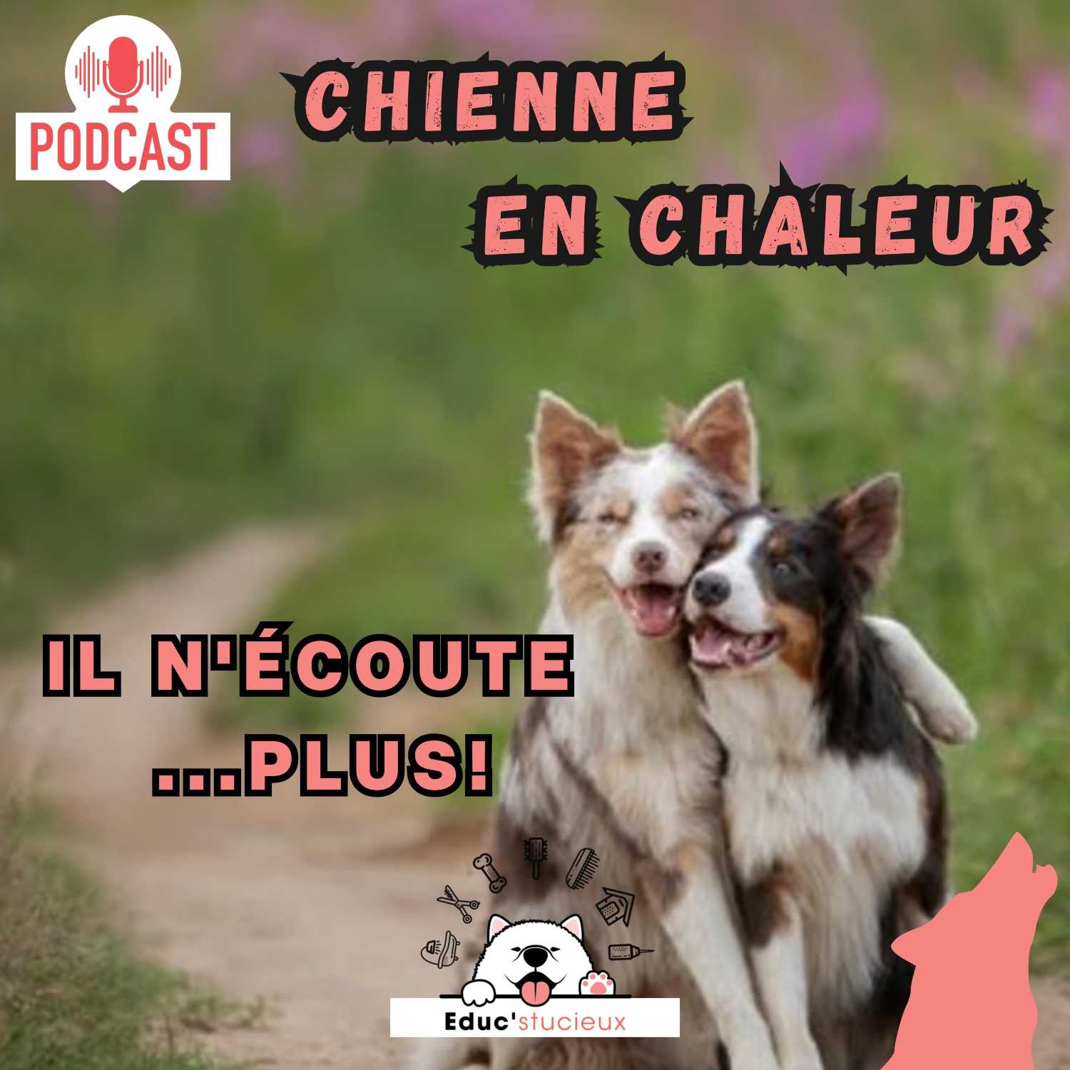 Les chiens - Cani Curieux - By Centre Canin Éduc\'stucieux