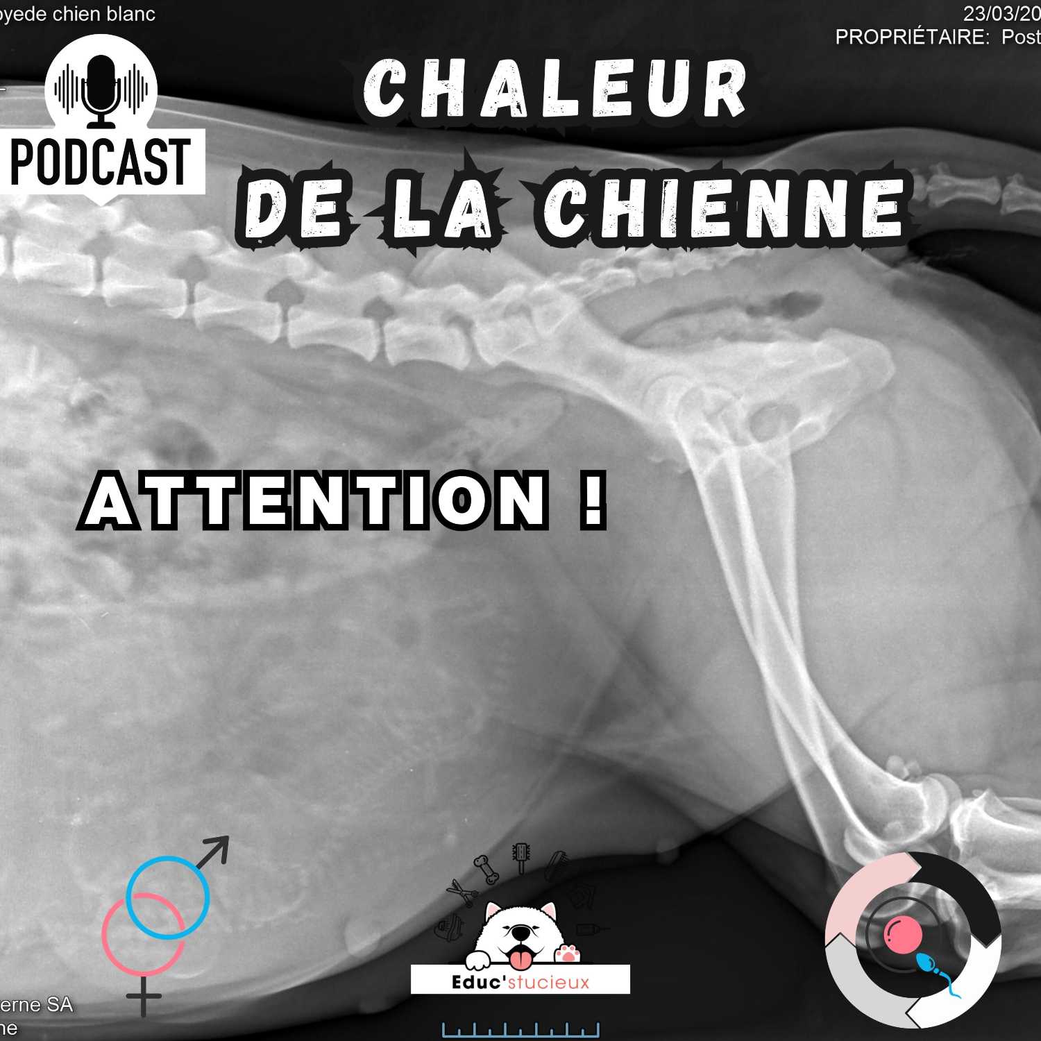 Les chiens - Cani Curieux - By Centre Canin Éduc\'stucieux