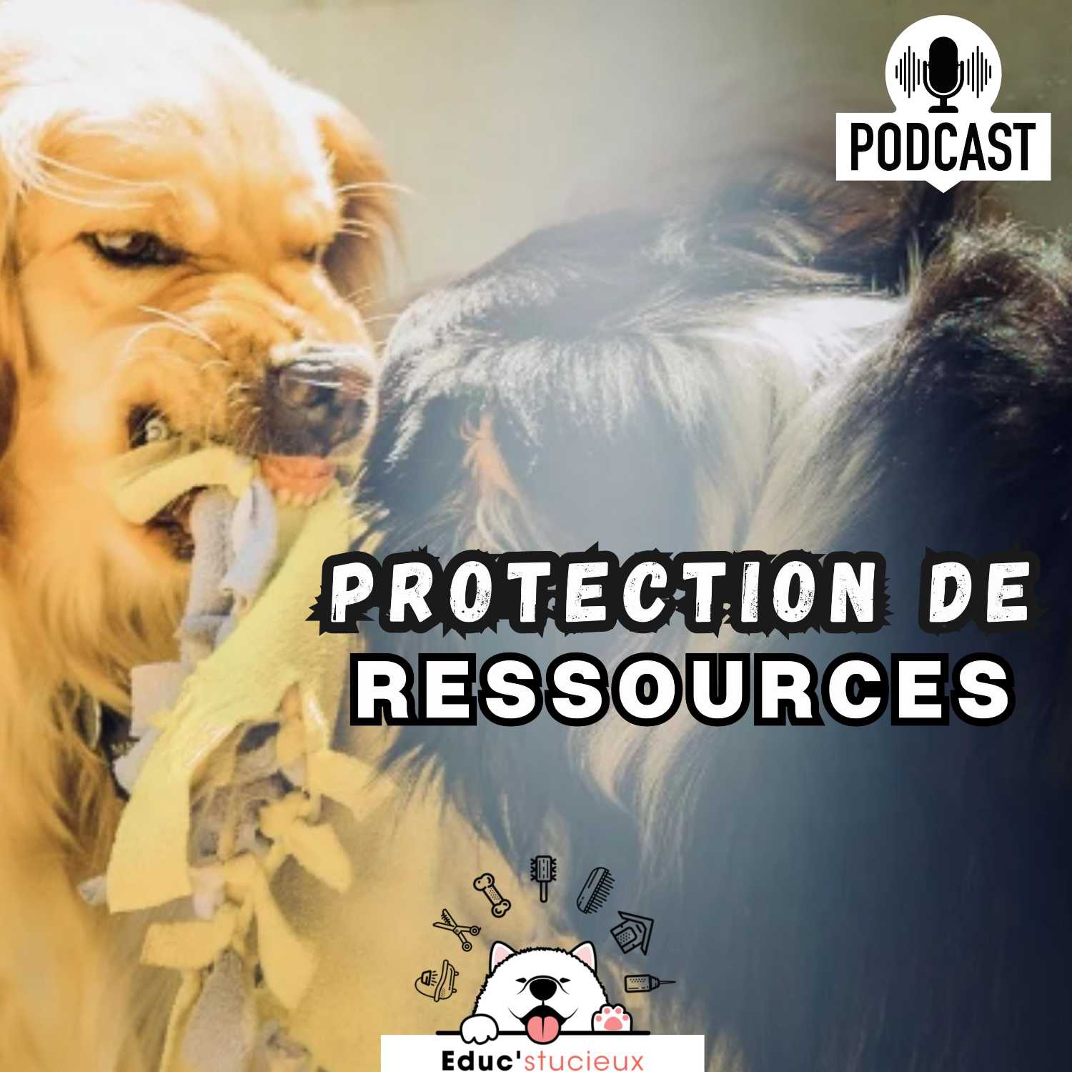 Les chiens - Cani Curieux - By Centre Canin Éduc\'stucieux