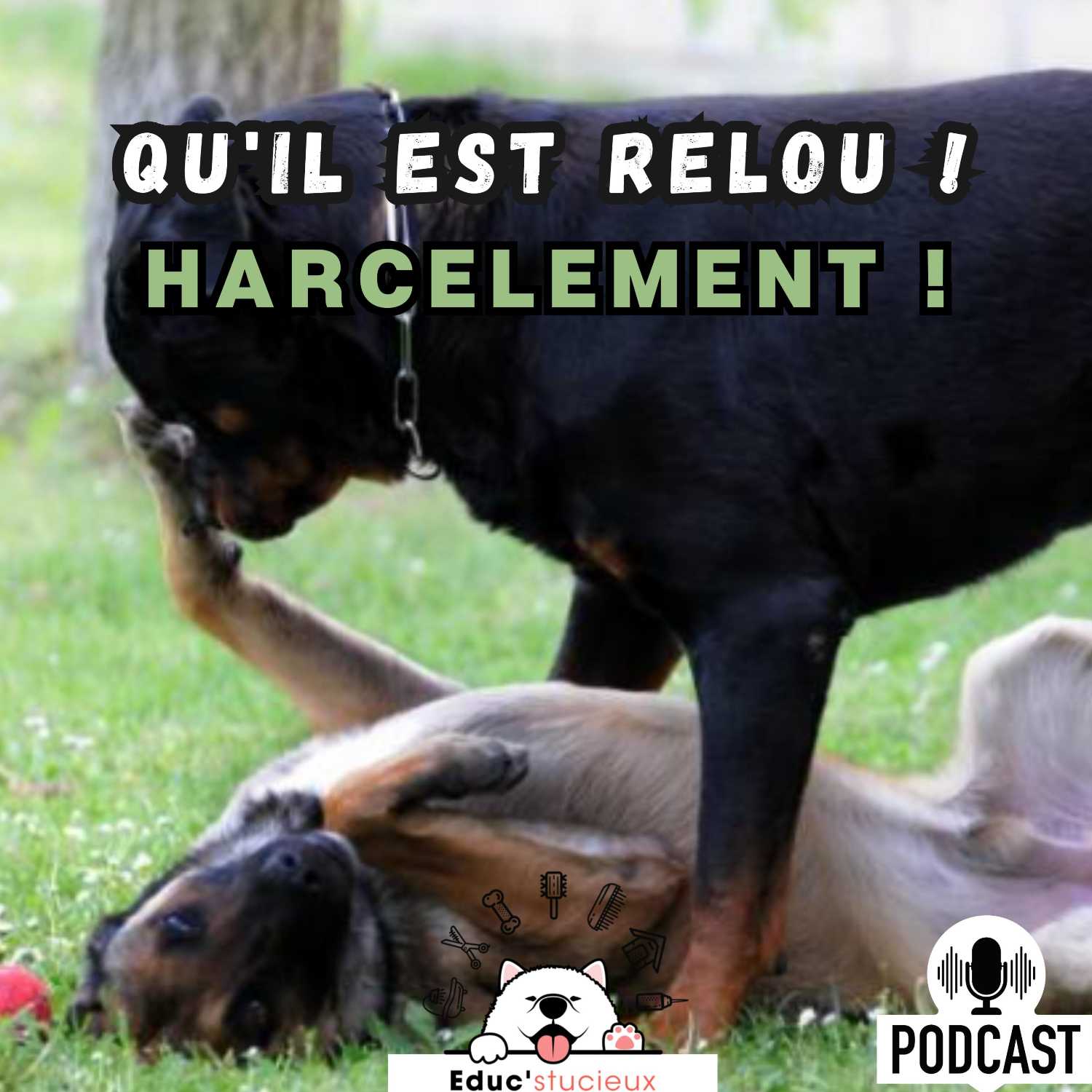 Les chiens - Cani Curieux - By Centre Canin Éduc\'stucieux