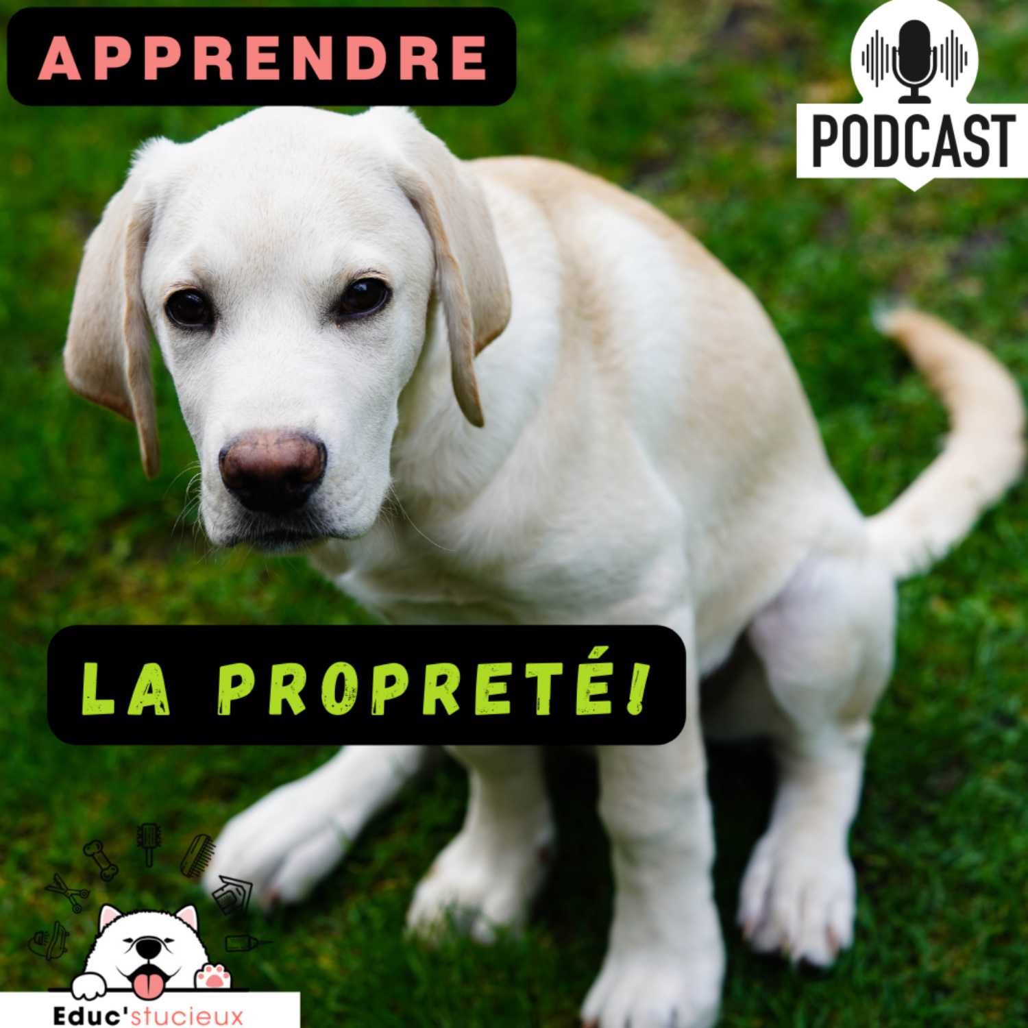 Les chiens - Cani Curieux - By Centre Canin Éduc\'stucieux