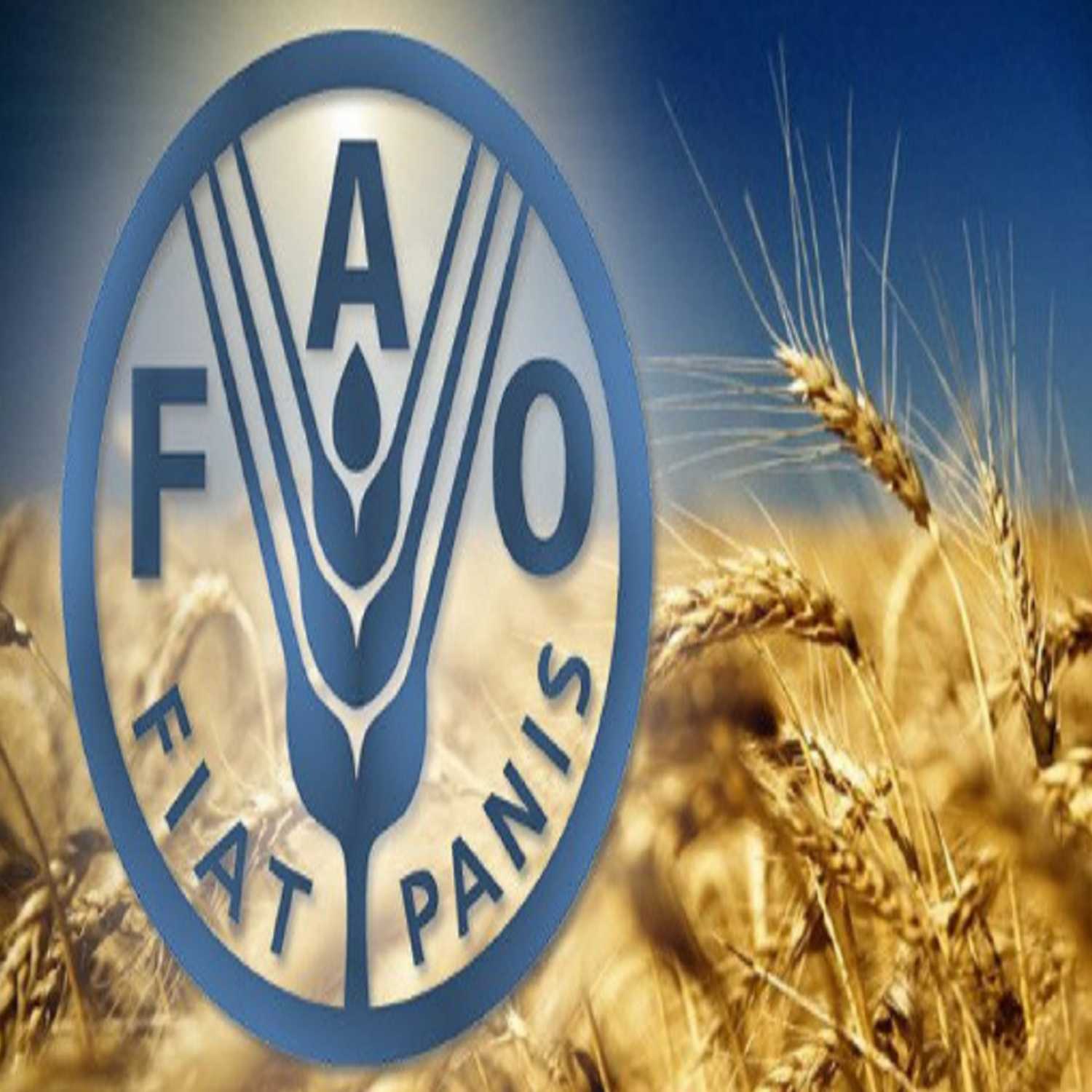 منظمة FAO : انخفاض أسعار الغذاء العالمية لأدنى مستوى