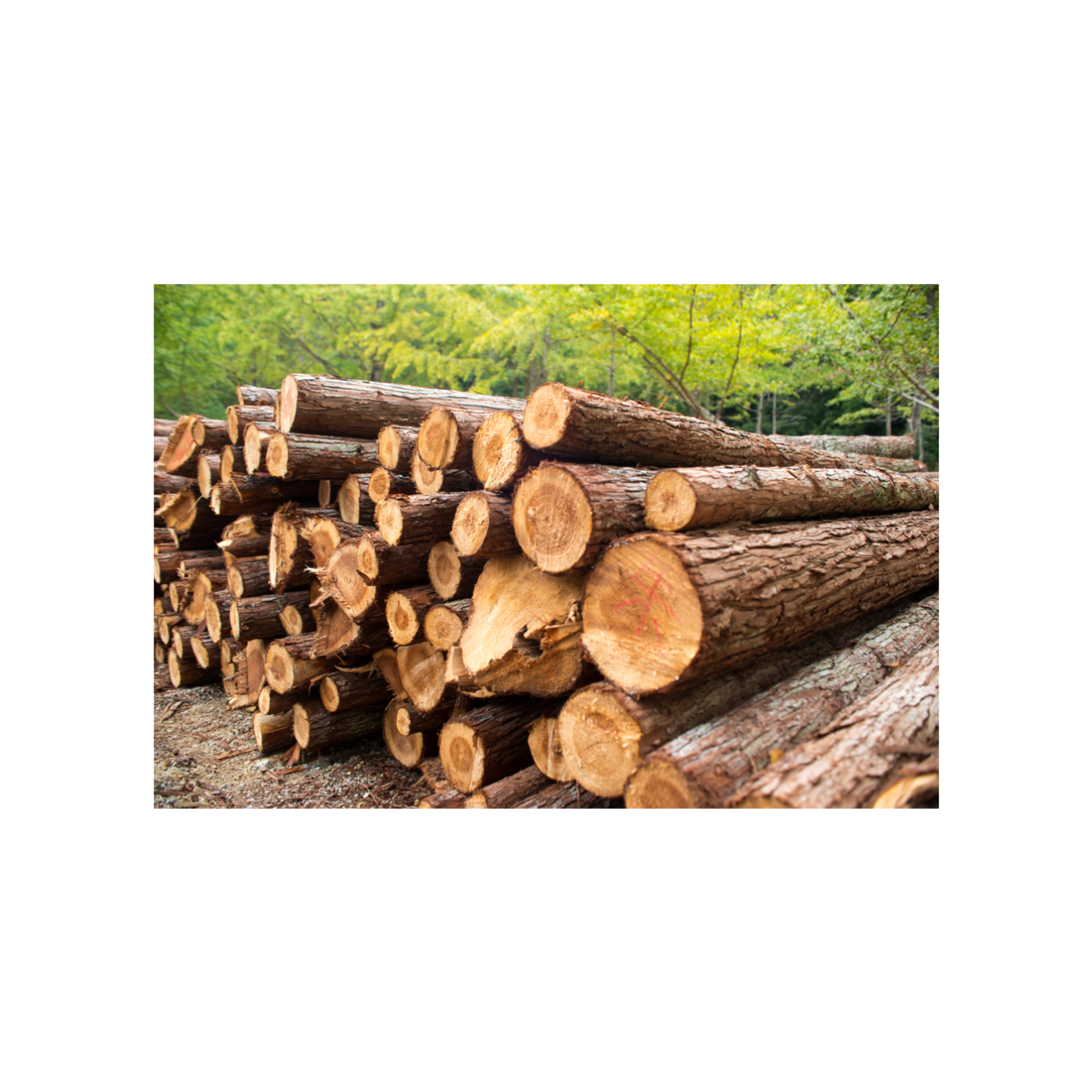 قطاع الأخشاب الصلبة: مرونة الأسواق وتحديات المستقبل