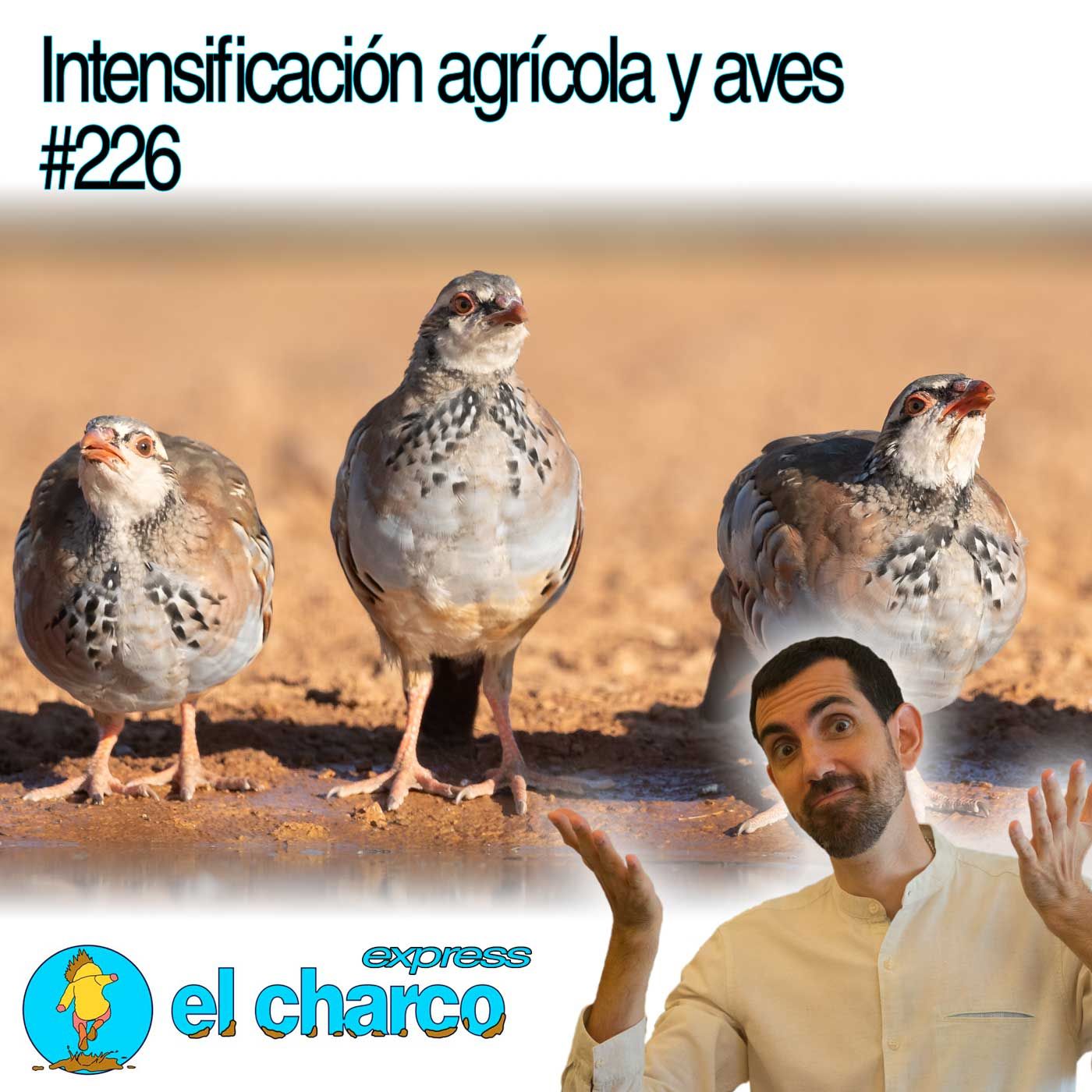 el charco