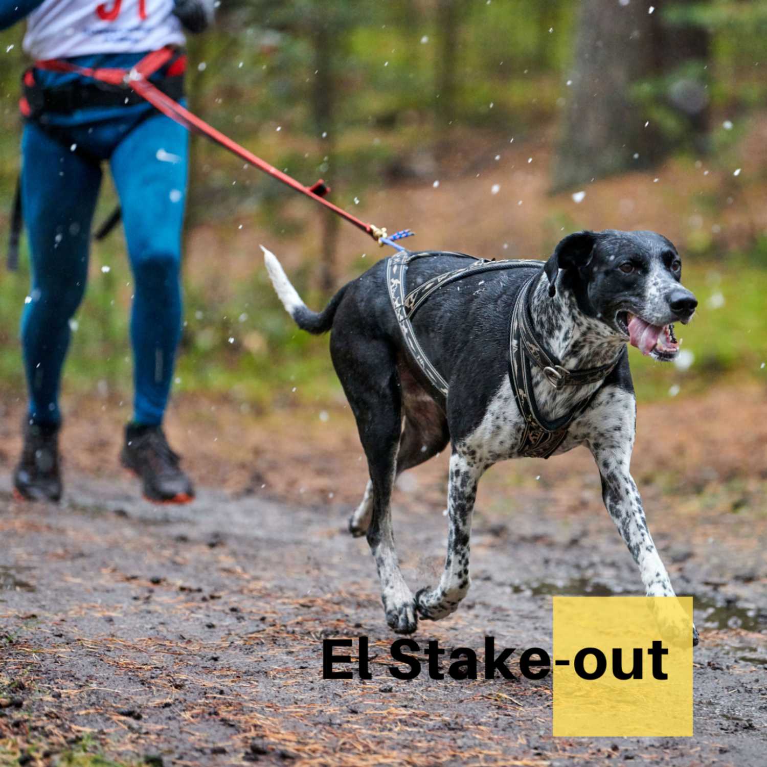 El Stake-out