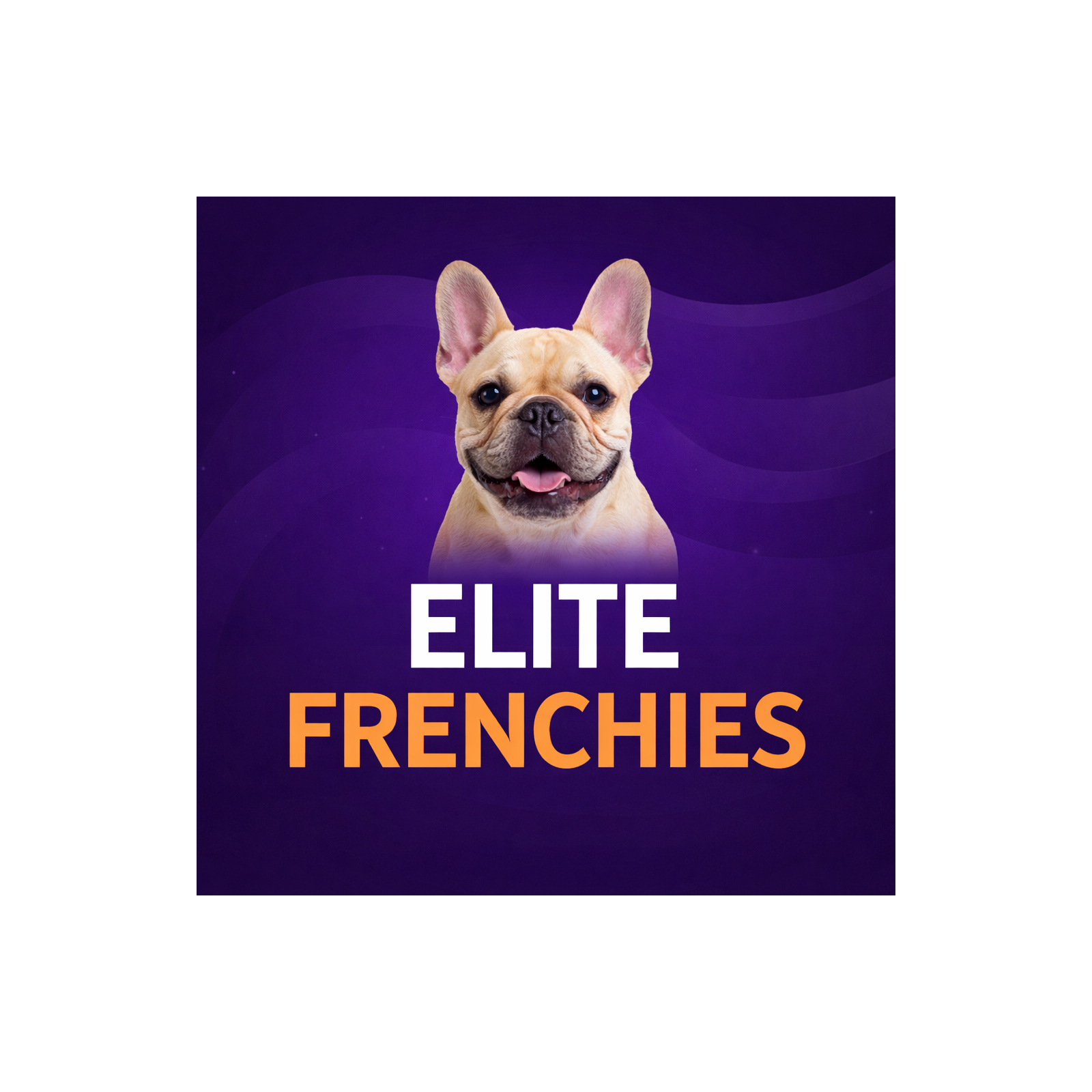 Elite Frenchies: French Bulldog Care Tips cover art