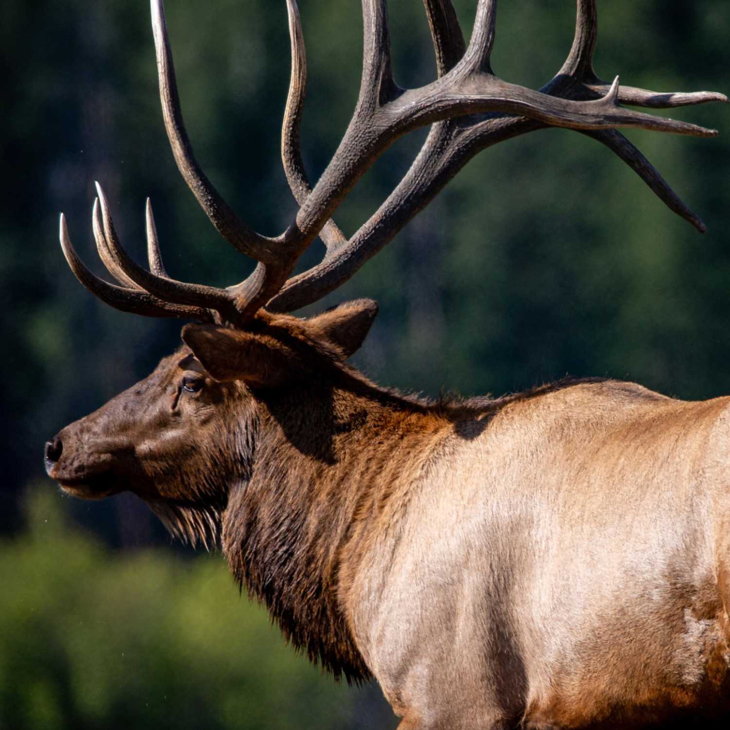 Elk Bible Talk