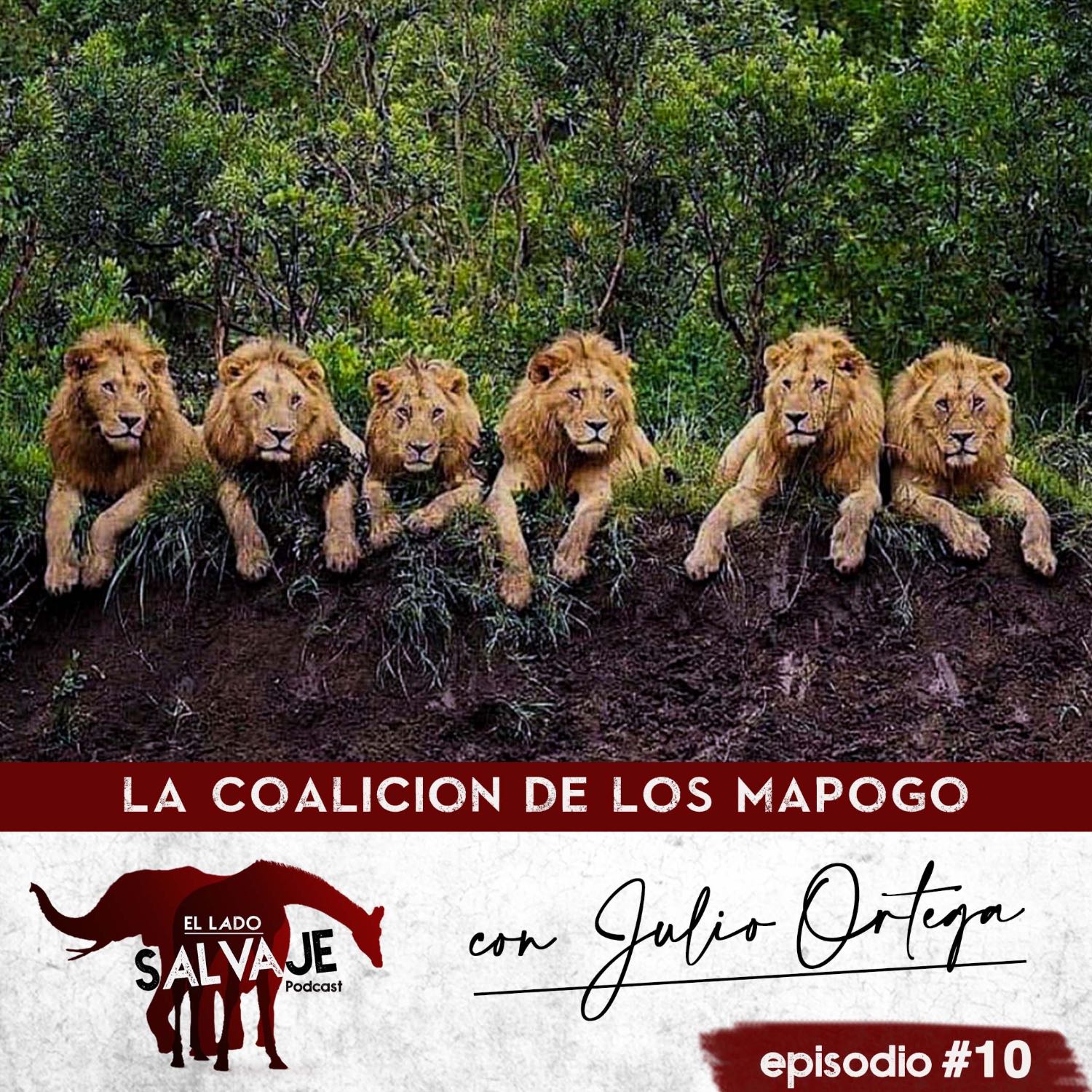 La Coalición De Los Mapogo (con Julio Ortega) – El Lado Salvaje – Podcast –  Podtail