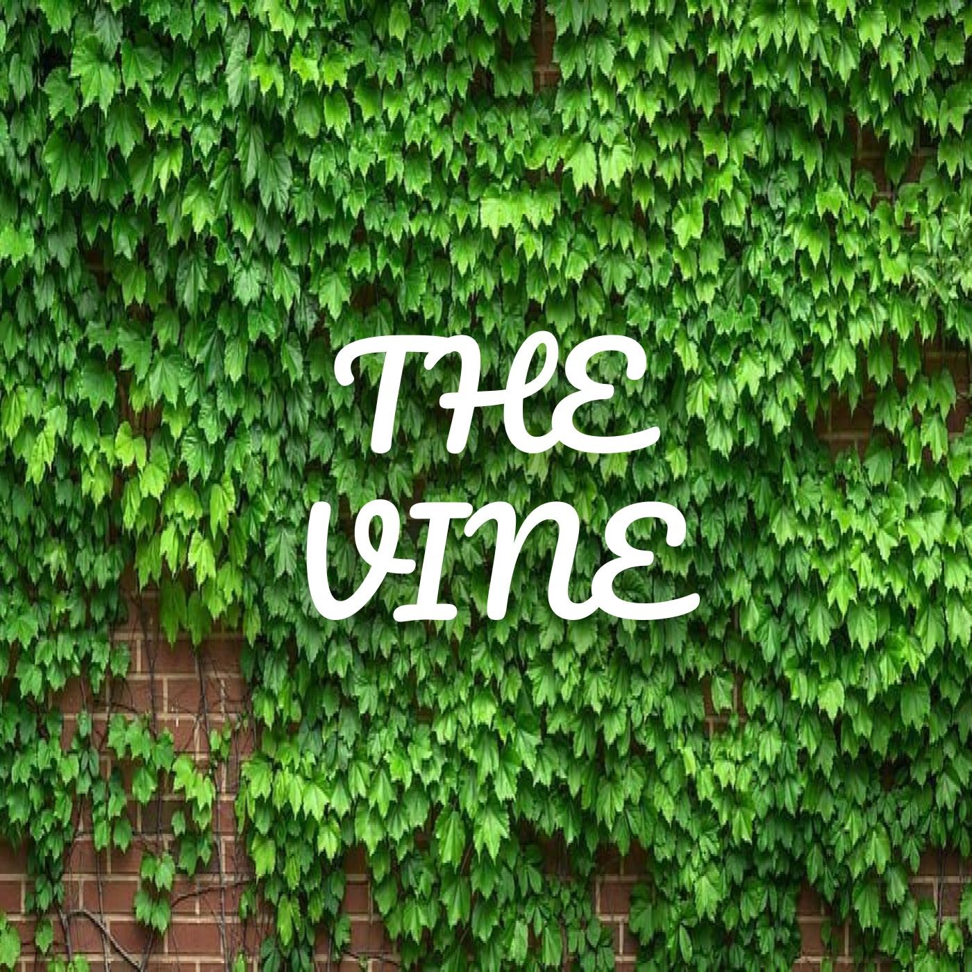 The Vine episode artwork