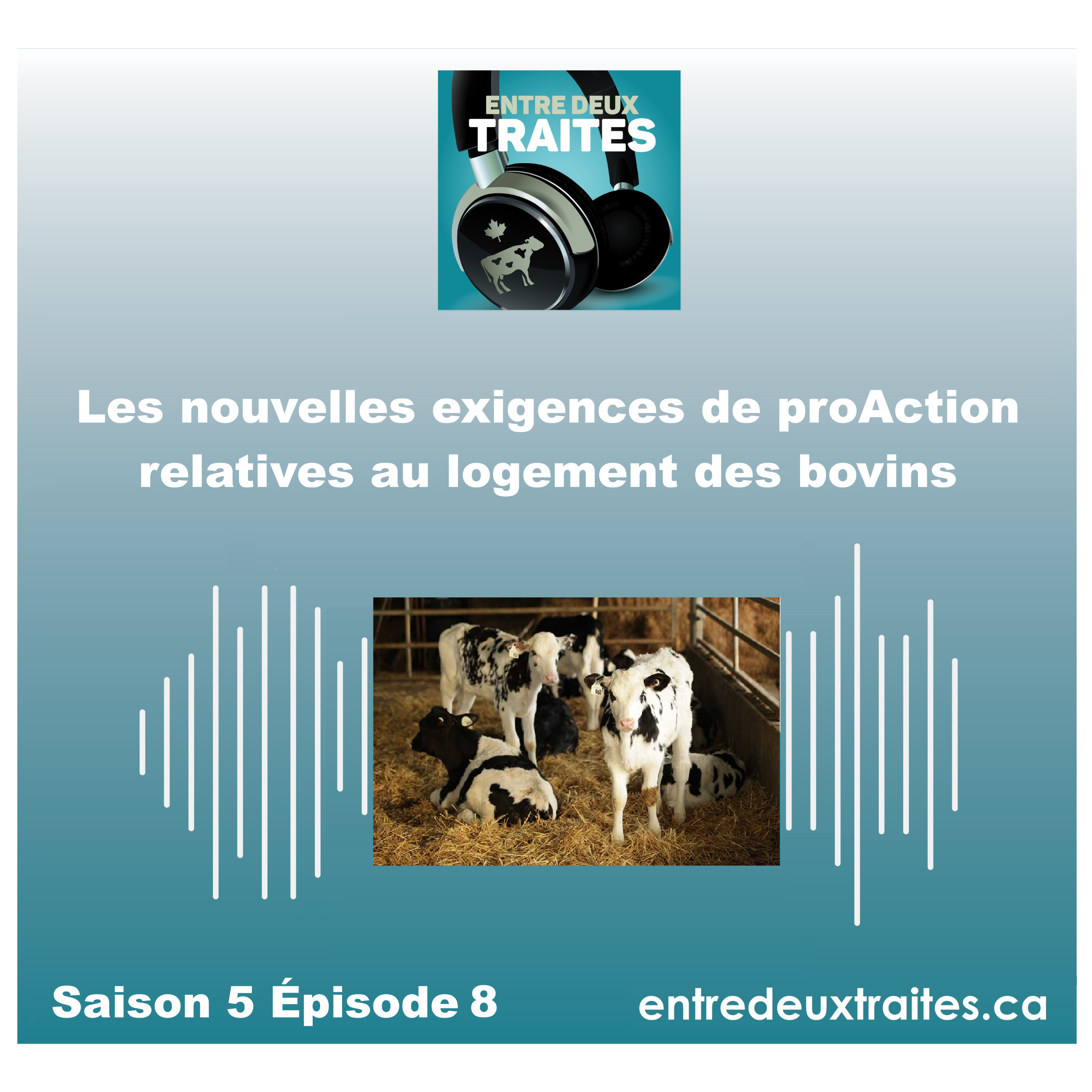 Les nouvelles exigences de proAction relatives au logement des bovins
