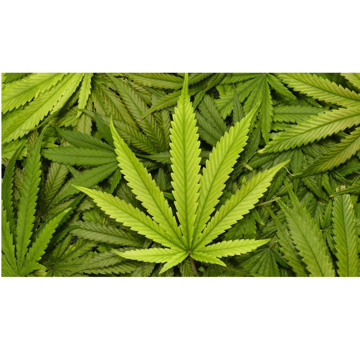 Epigenetics and Marijuana