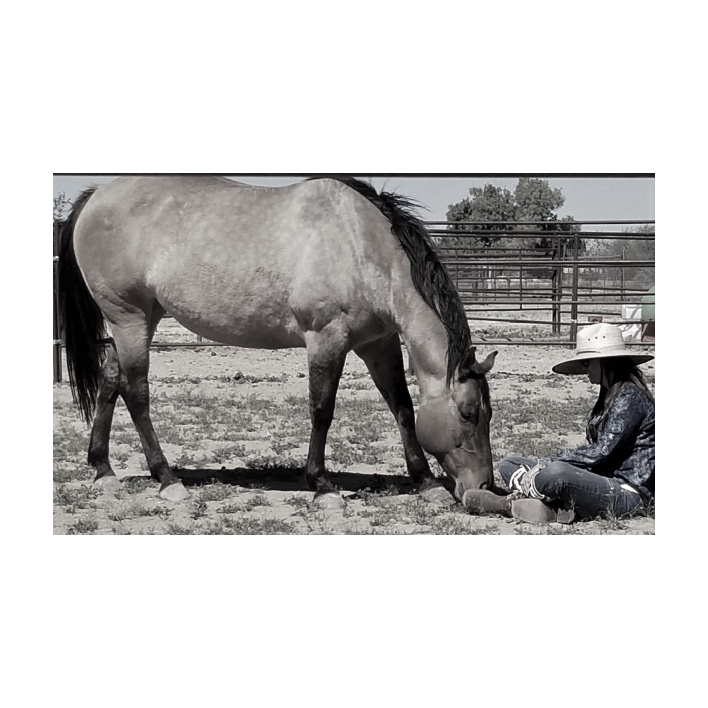 Equine Alchemy\'s Horse Wisdom in Life and Coaching!