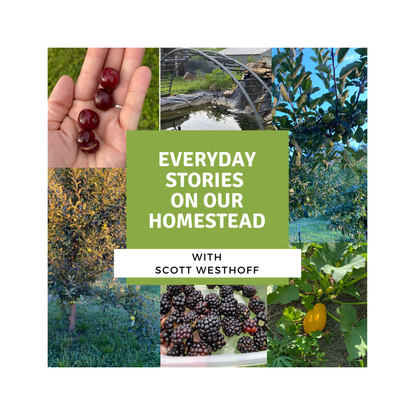 Everyday Stories On Our Homestead