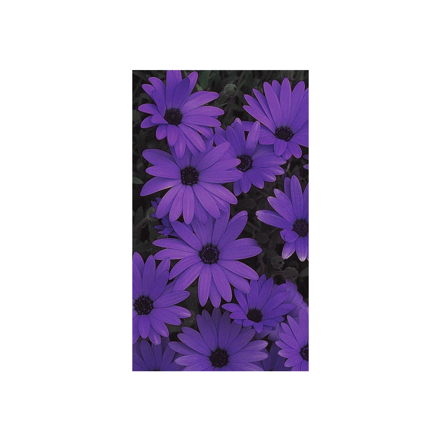 Everything's Purple 💜 podcast artwork
