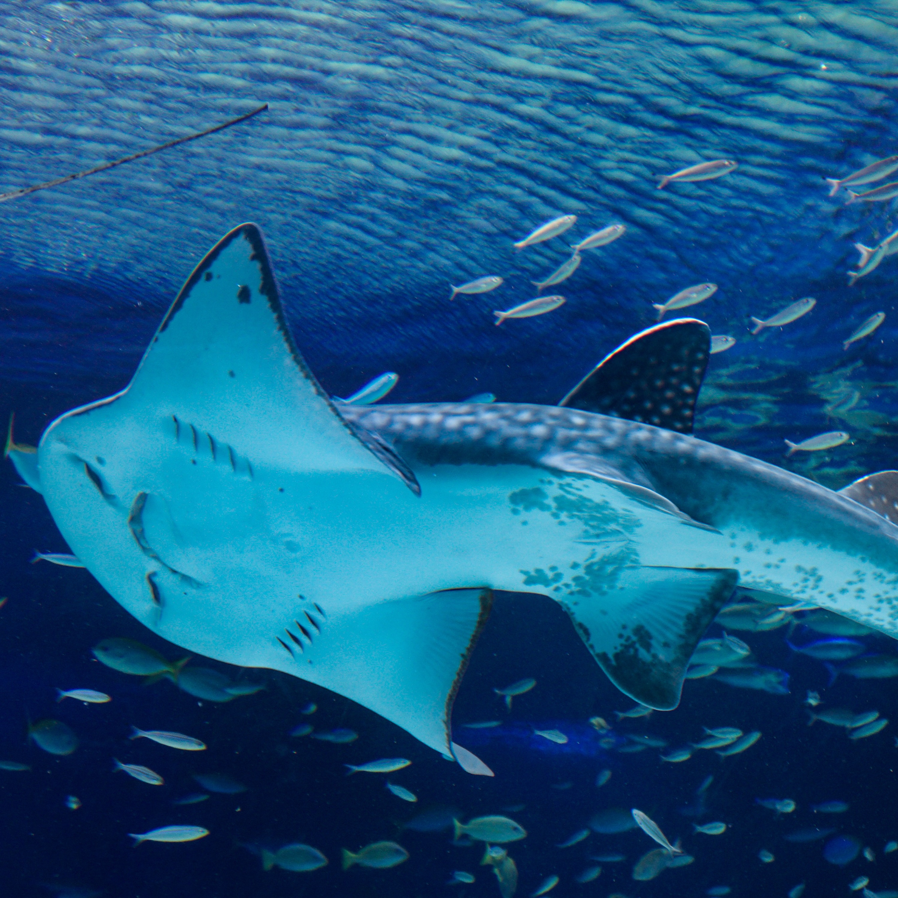 【政策の影響力を評価する方法とは？】自然多様性を保護する海洋政策の効果を検証　（Turning the Tide on Biodiversity Loss: The Impact of Fisheries Management on Shark and Ray Populations in the Western Atlantic）