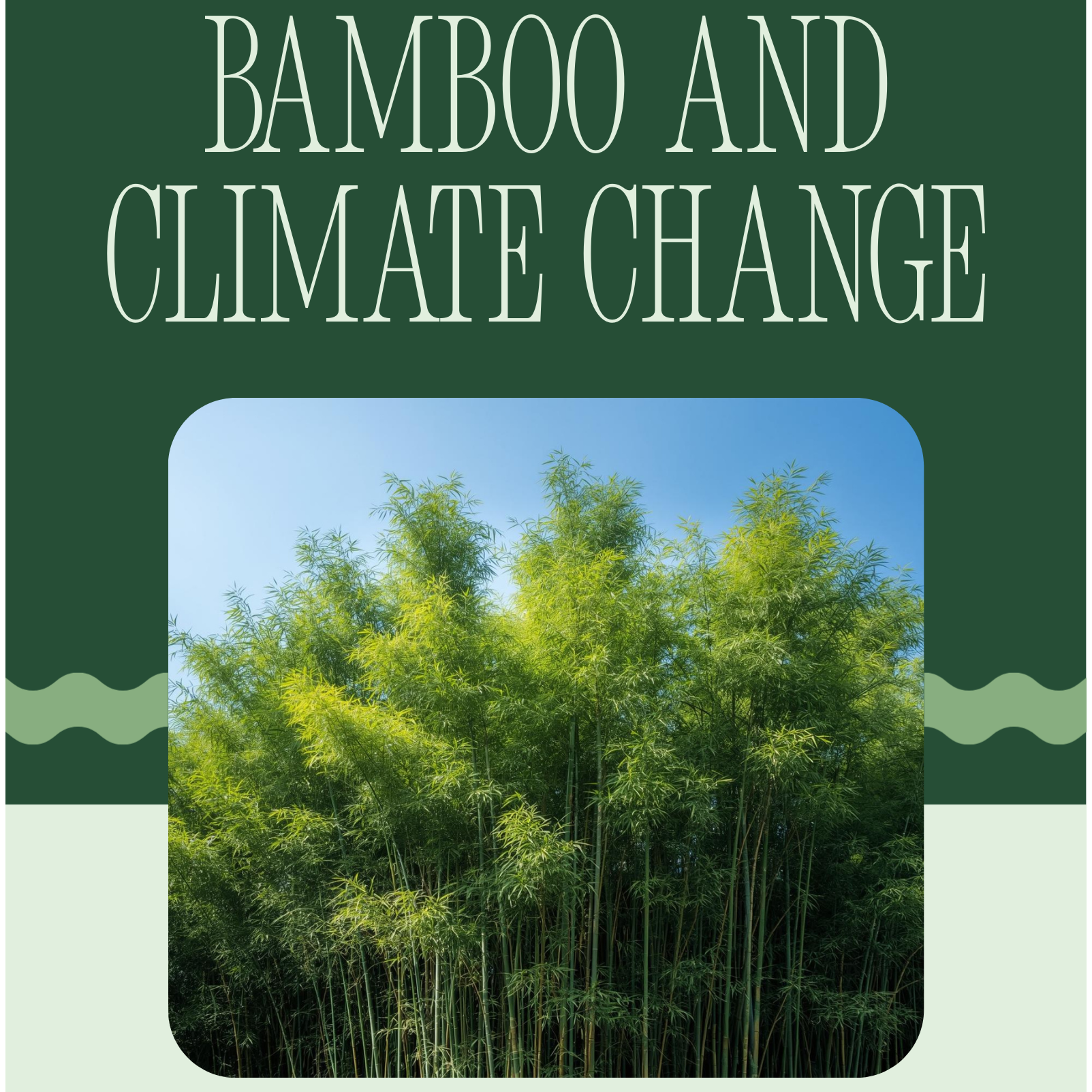 How Bamboo can mitigate Climate Change episode artwork